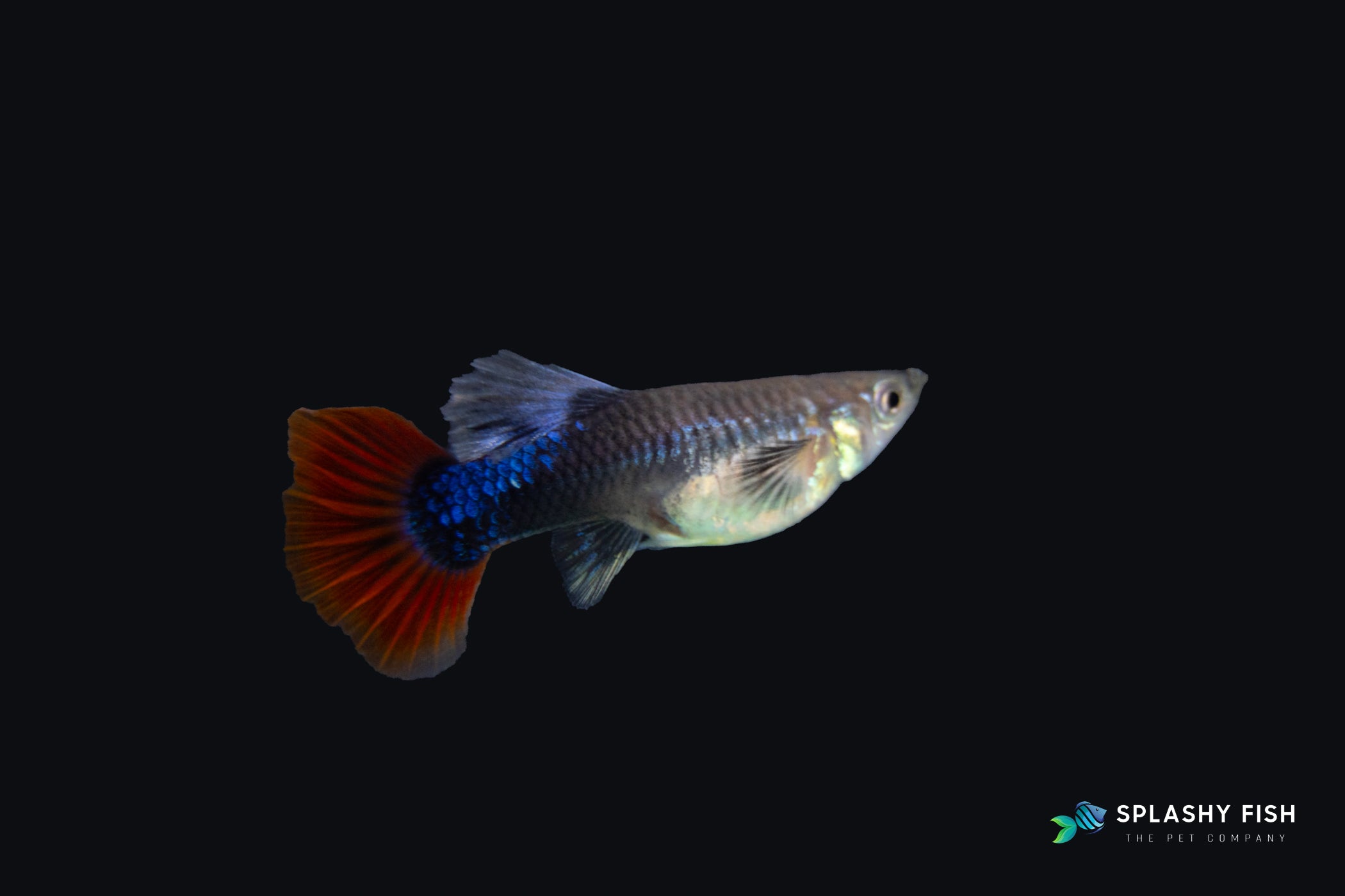 HALFBODY RED ROSE GUPPY FISH FEMALE FOR SALE, buy half body red rose guppy fish online, half body red rose fancy guppies for sale, half body fancy guppy fish for sale, red rose fancy guppies fish for sale