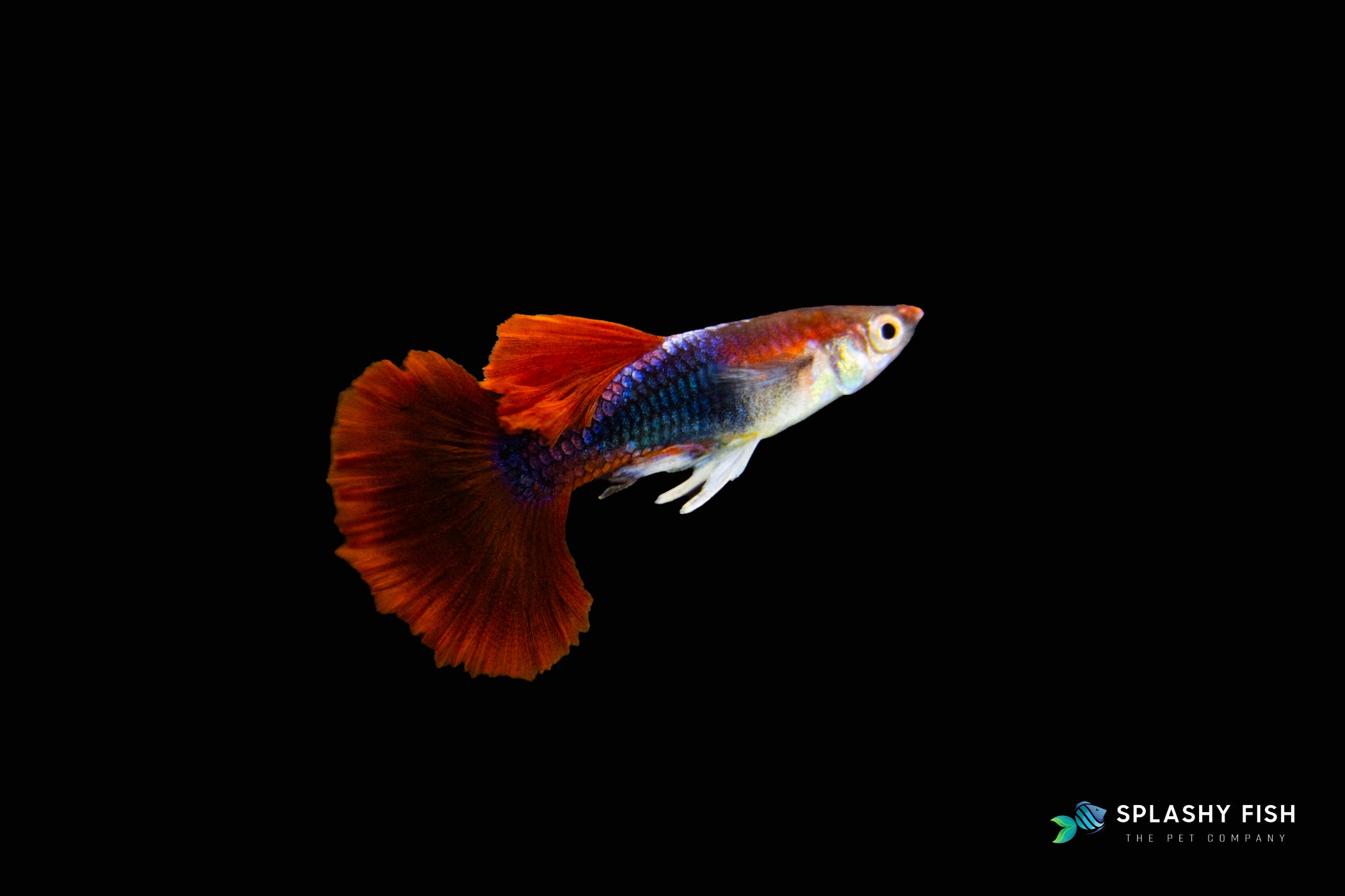 HALFBODY RED ROSE GUPPY FISH MALE FOR SALE, halfbody guppies fish for sale, red rose guppy fish for sale, red rose fancy guppies for sale, half body red rose fancy guppy fish for sale