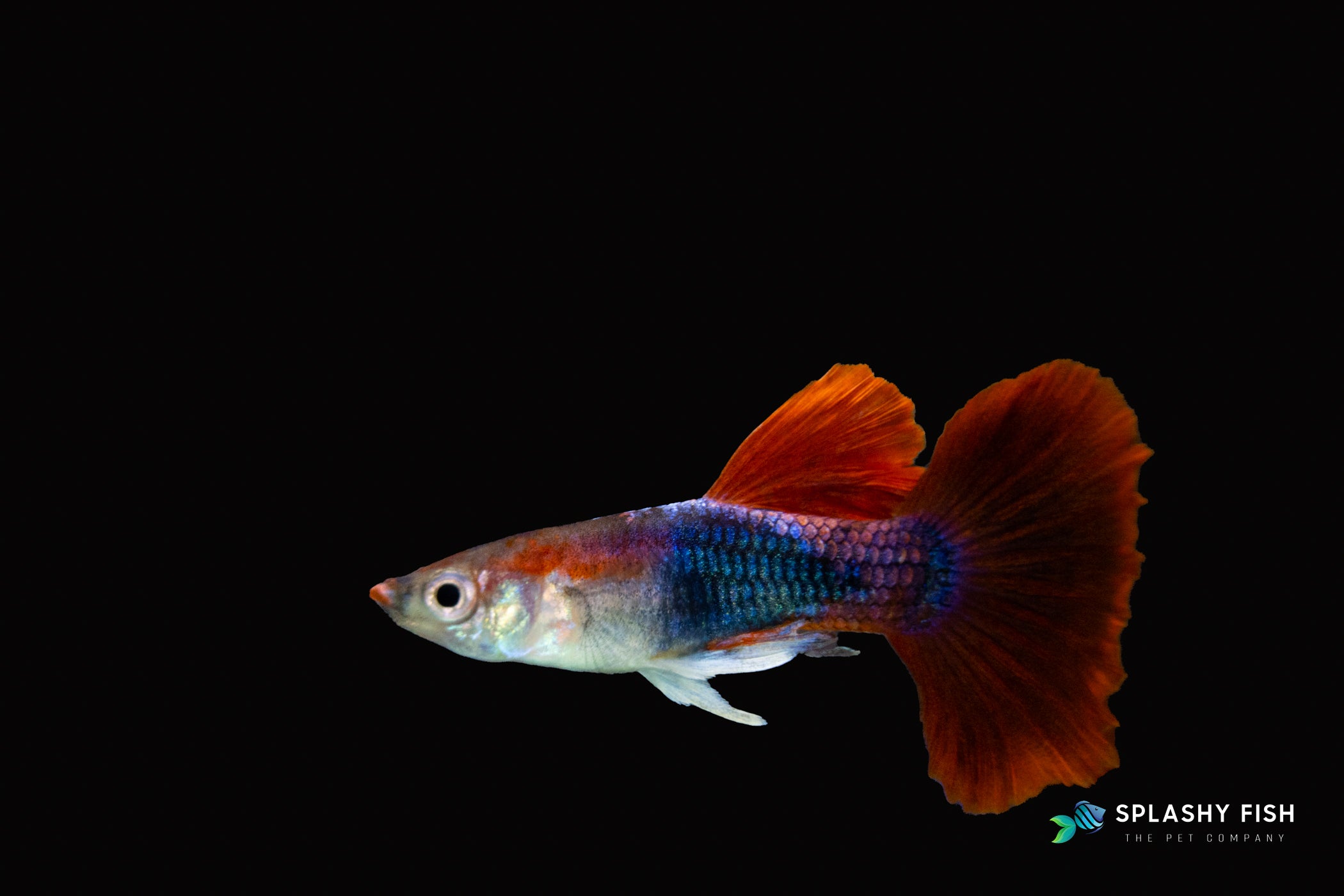 HALFBODY RED ROSE GUPPY FISH MALE FOR SALE, red rose guppy for sale, red rose guppies fish for sale, half body male guppy for sale, half body fancy guppies fish for sale