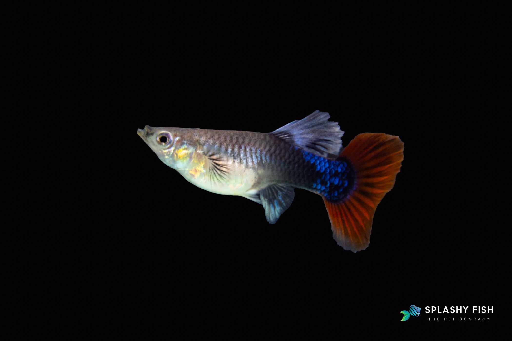HALFBODY RED ROSE GUPPY FISH FEMALE FOR SALE, red rose guppy fish for sale, half body fancy guppies for sale, red rose fancy guppies fish for sale, half body guppy fish for sale
