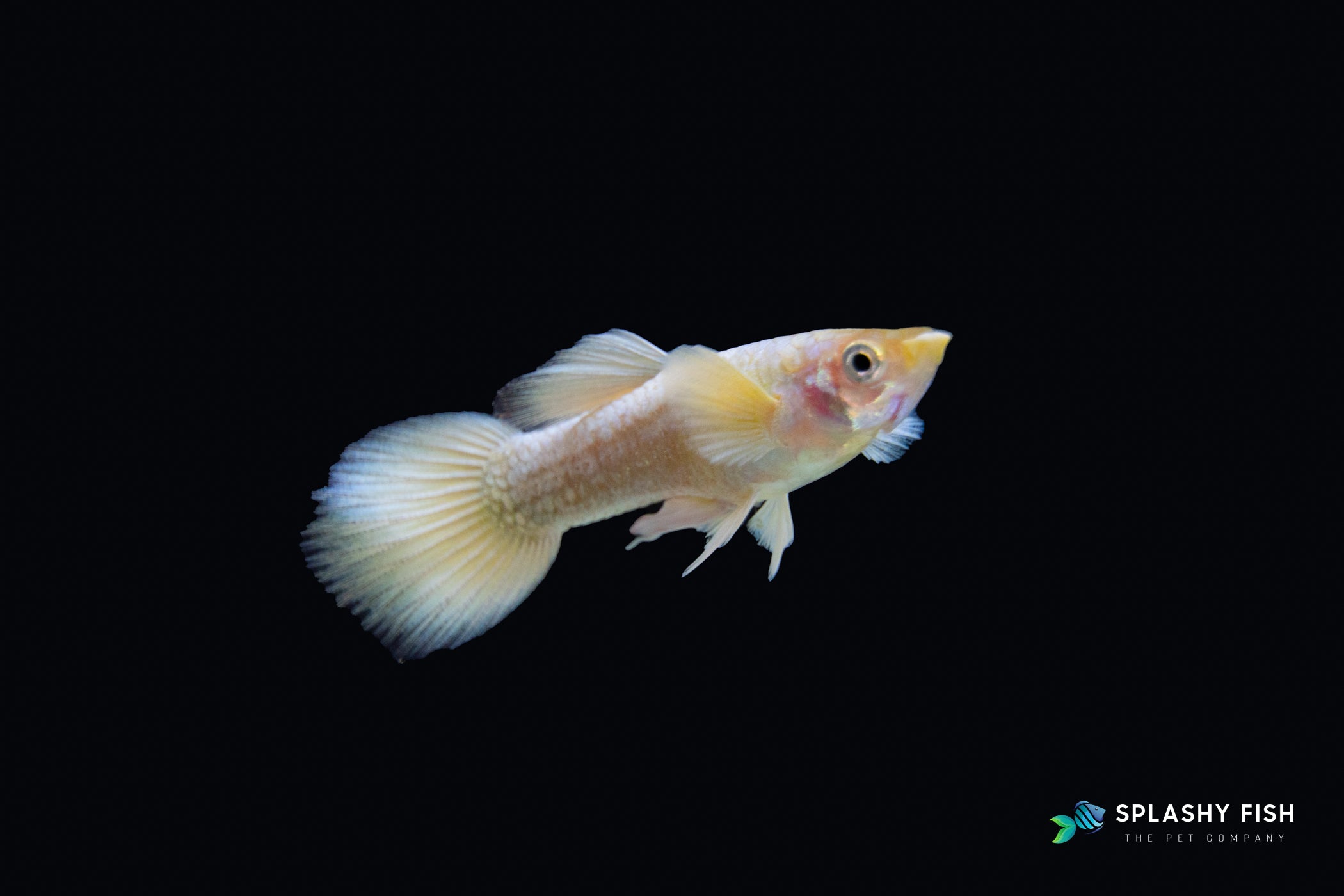 Full Gold Guppy Male For Sale
