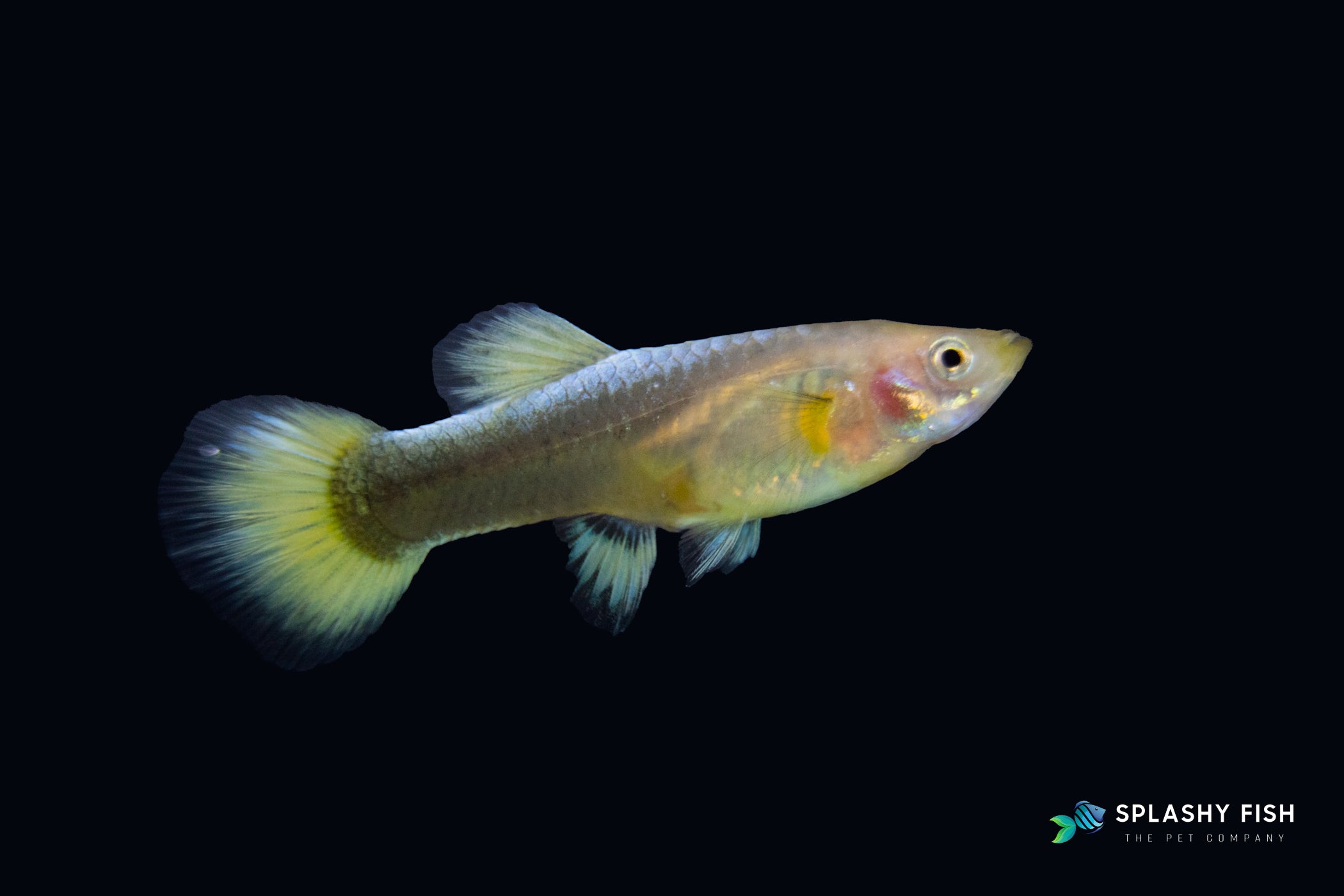 Full Gold Guppy Female For Sale