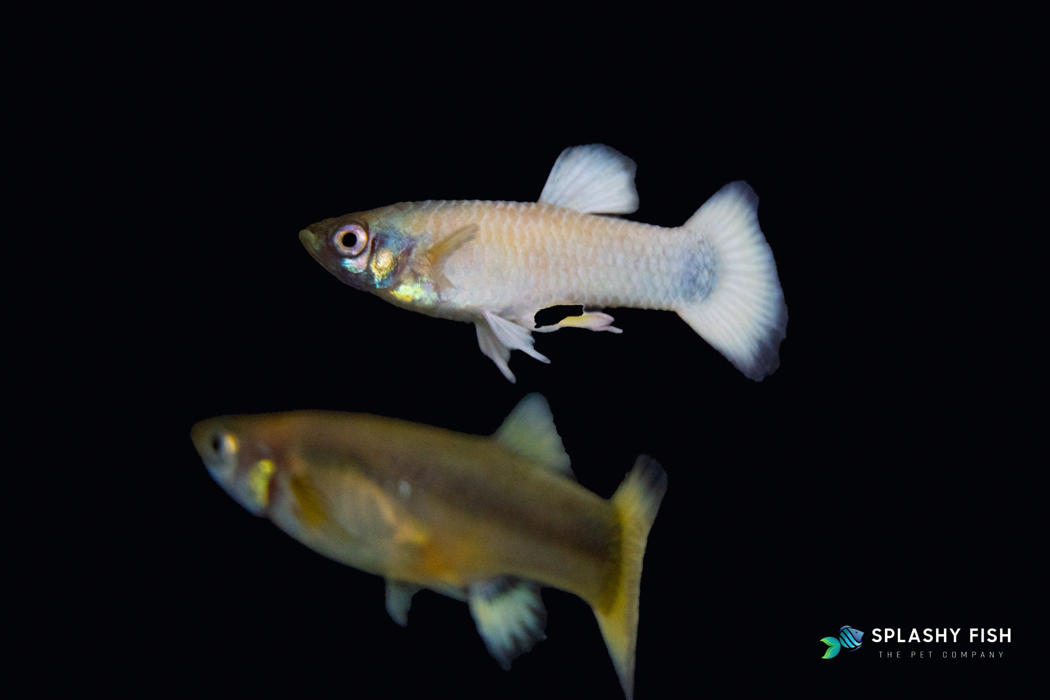 a Couple Of Full Gold Guppy For Sale