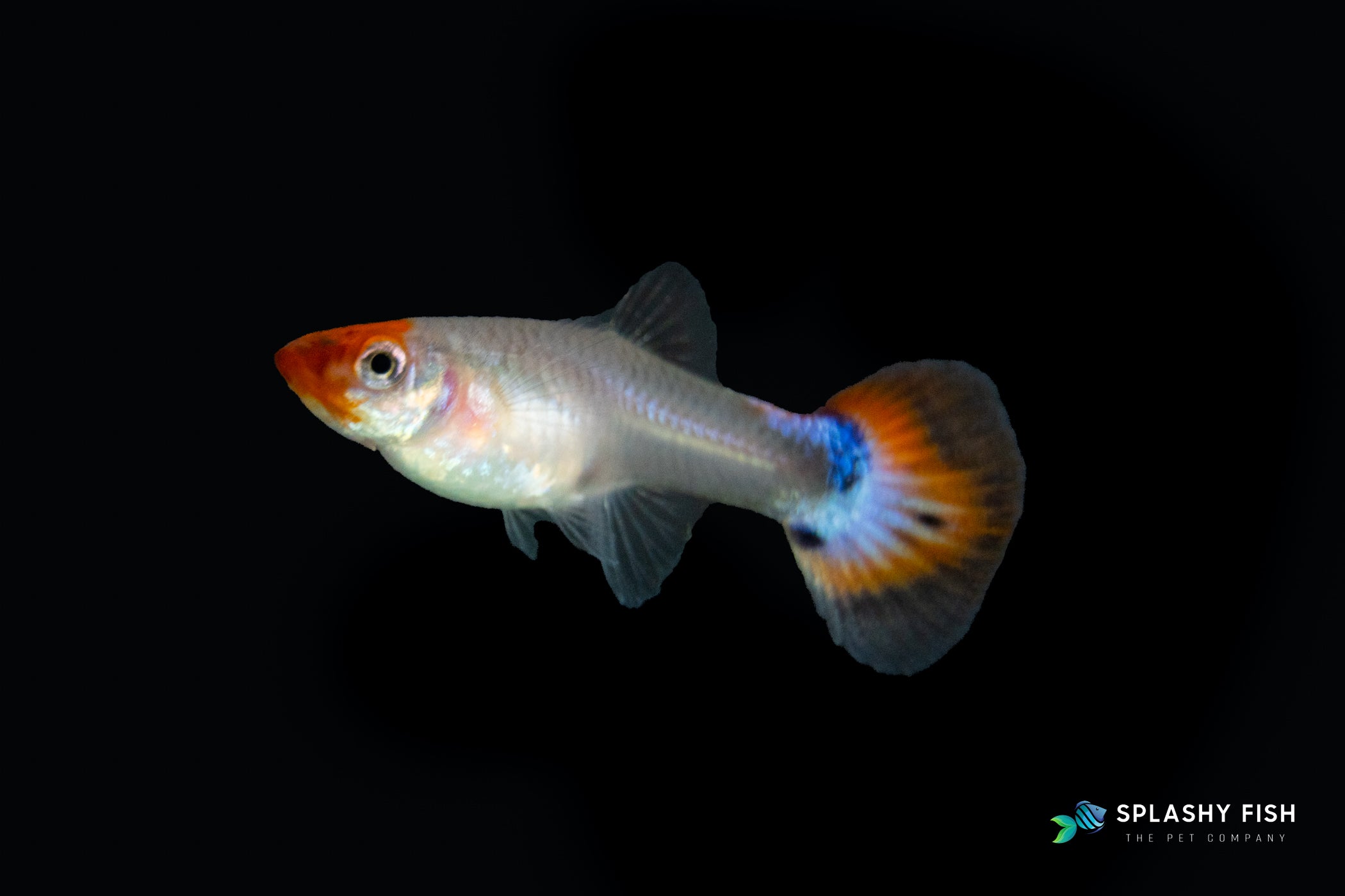 a female Koi Short Guppy Fish, koi female guppy fish for sale, buy koi fancy guppies fish online, short koi fancy guppies for sale