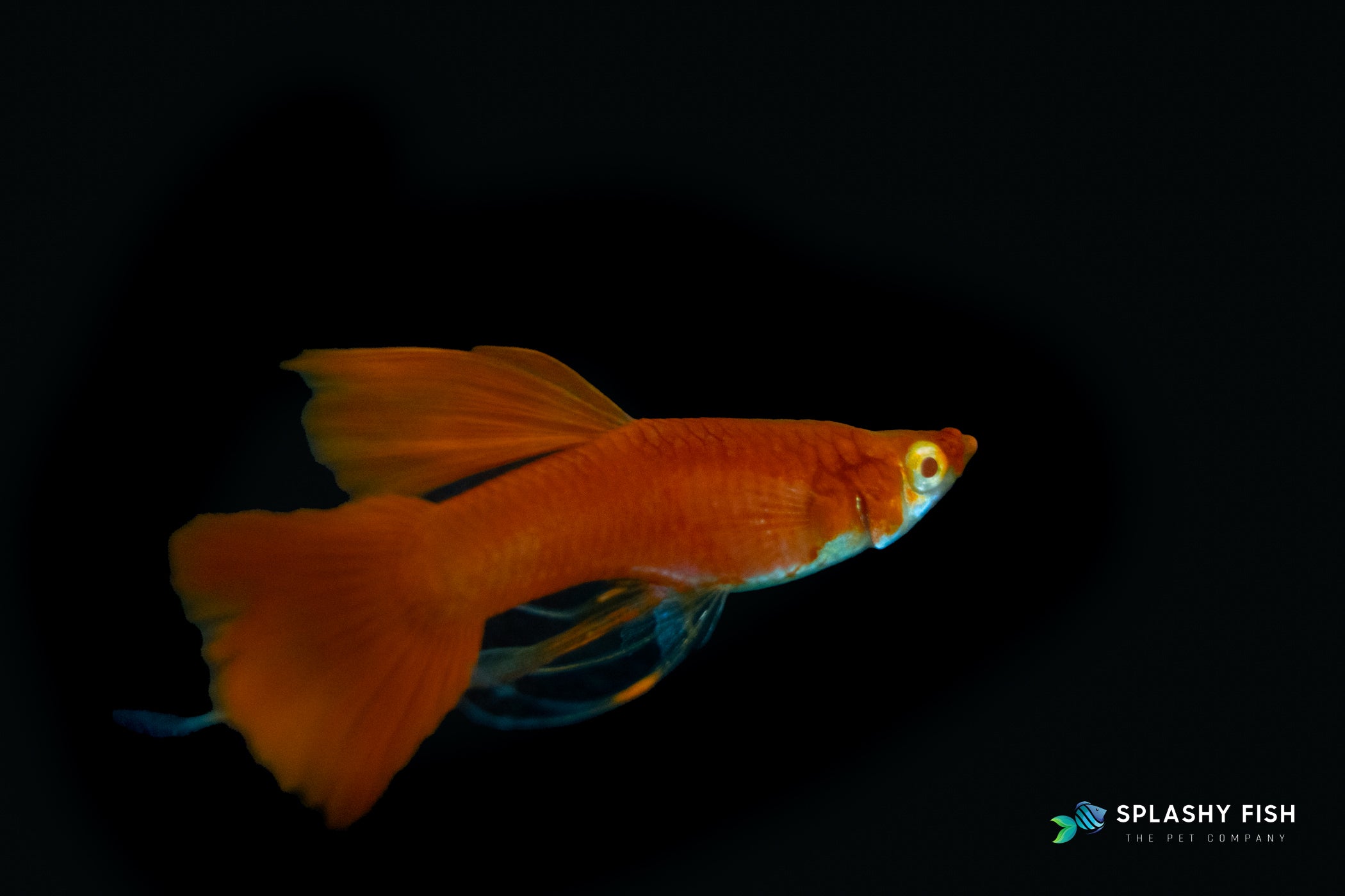 Full Red Guppy Male For Sale, red fancy guppy fish for sale, full red fancy guppies for sale, solid color guppy fish for sale, full red guppies fish for sale