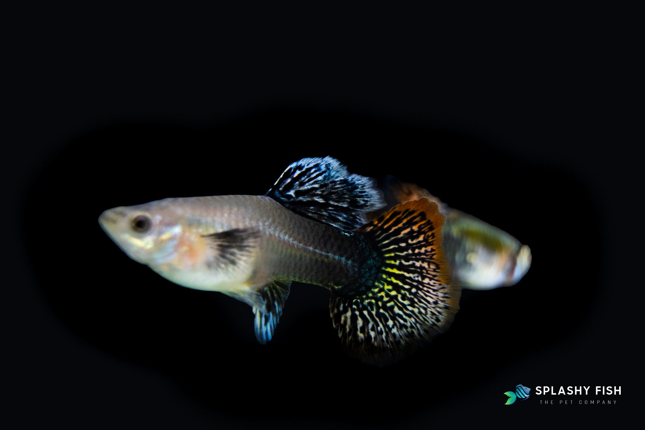 A couple of Red Dragon Guppies for sale, female fancy guppies fish for sale, buy red dragon guppy fish online, red dragon fancy guppies fish for sale, snakeskin guppy fish for sale