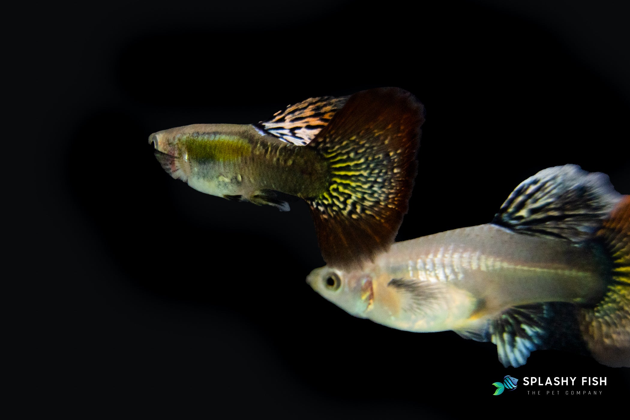 A couple of Red Dragon Guppies for sale, red dragon snakeskin guppy fish for sale, buy red dragon guppies online, snakeskin guppies fish for sale, red dragon guppy fish for sale
