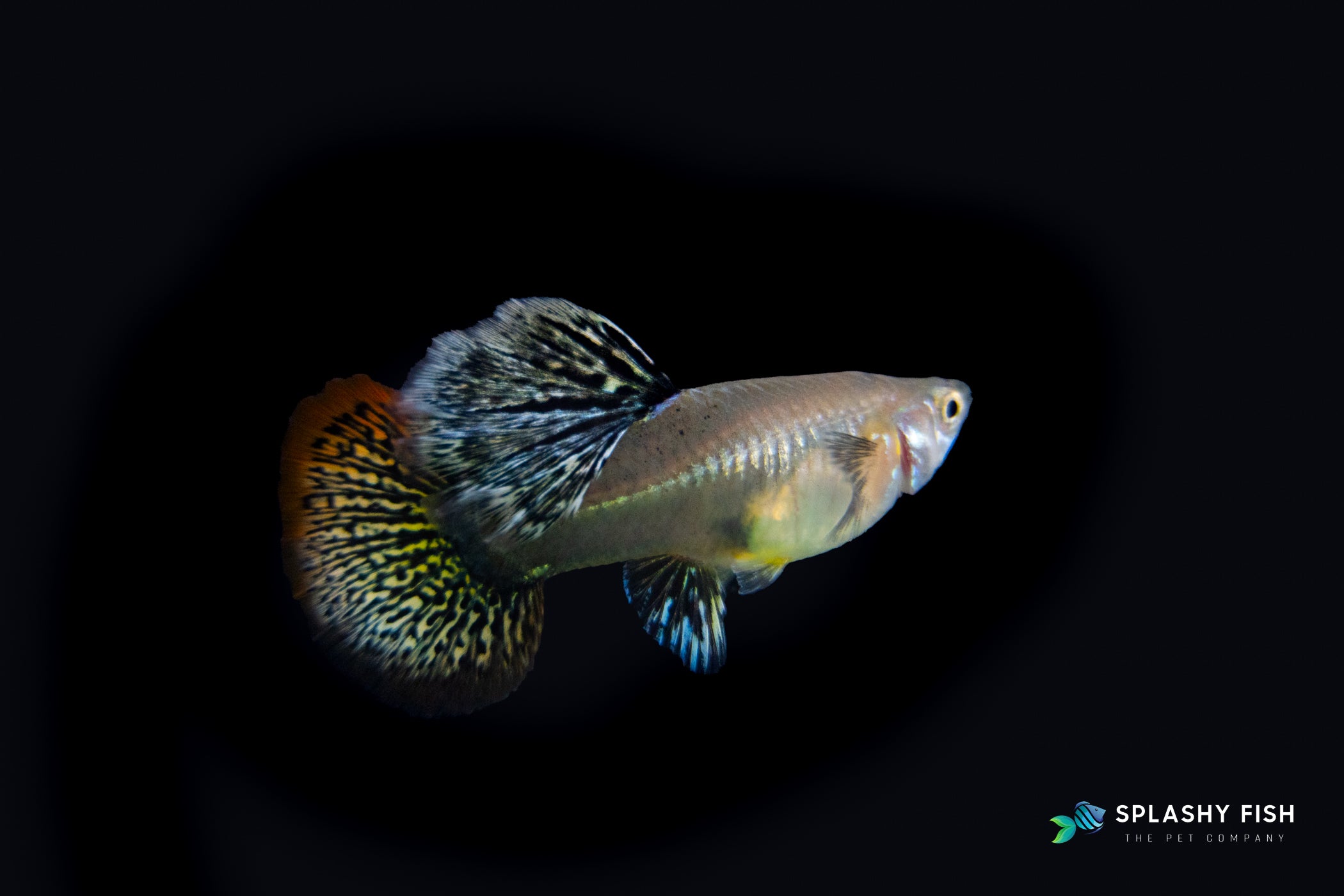 Red Dragon Guppy Female For Sale, female guppy fish for sale, red dragon guppies for sale, buy red dragon guppy online, snakeskin dragon guppy fish for sale, snakeskin fancy guppies for sale