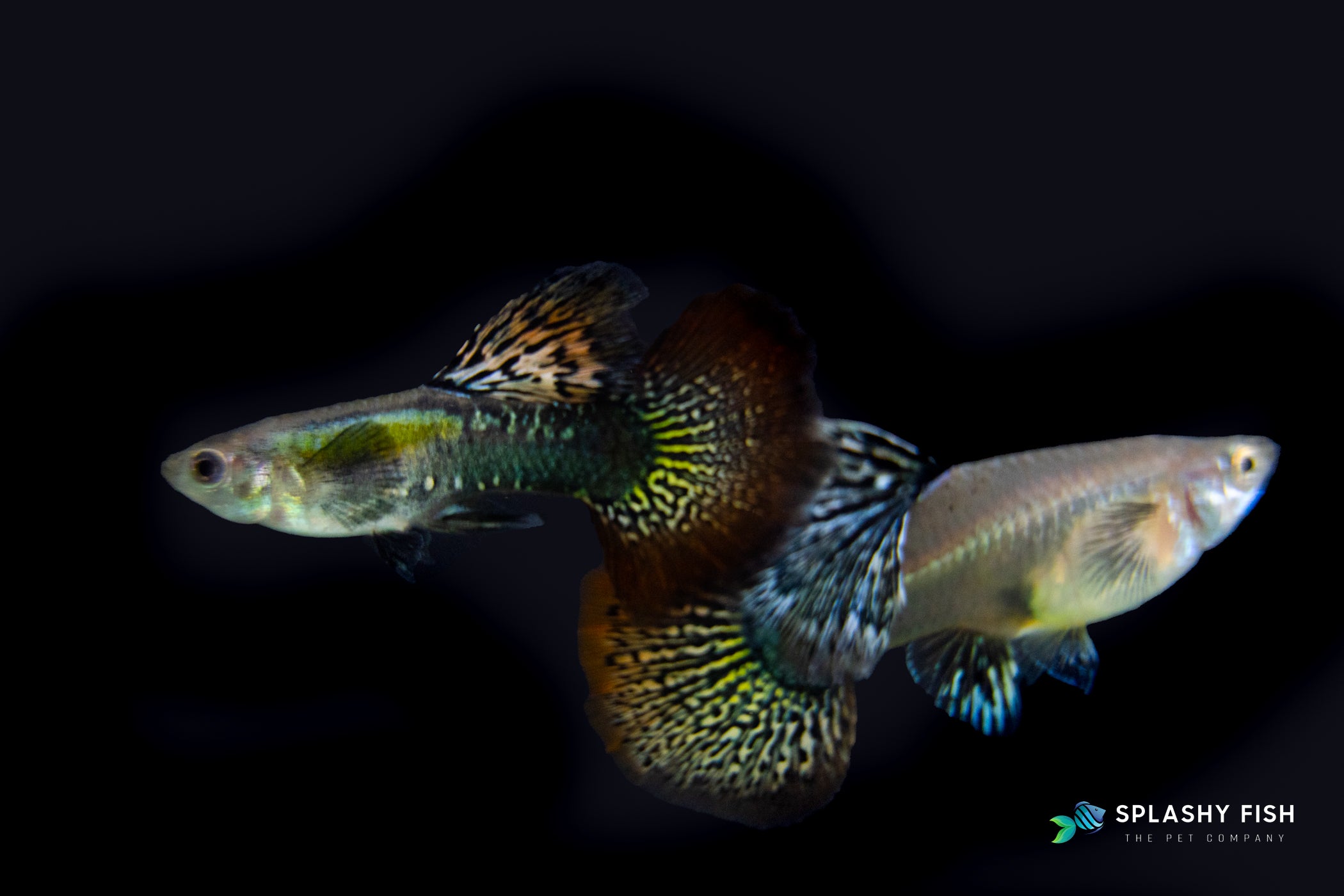 A couple of Red Dragon Guppies for sale, dragon snakeskin guppy fish for sale, buy dragon guppy fish online, snakeskin fancy guppies for sale, dragon fancy guppies fish for sale