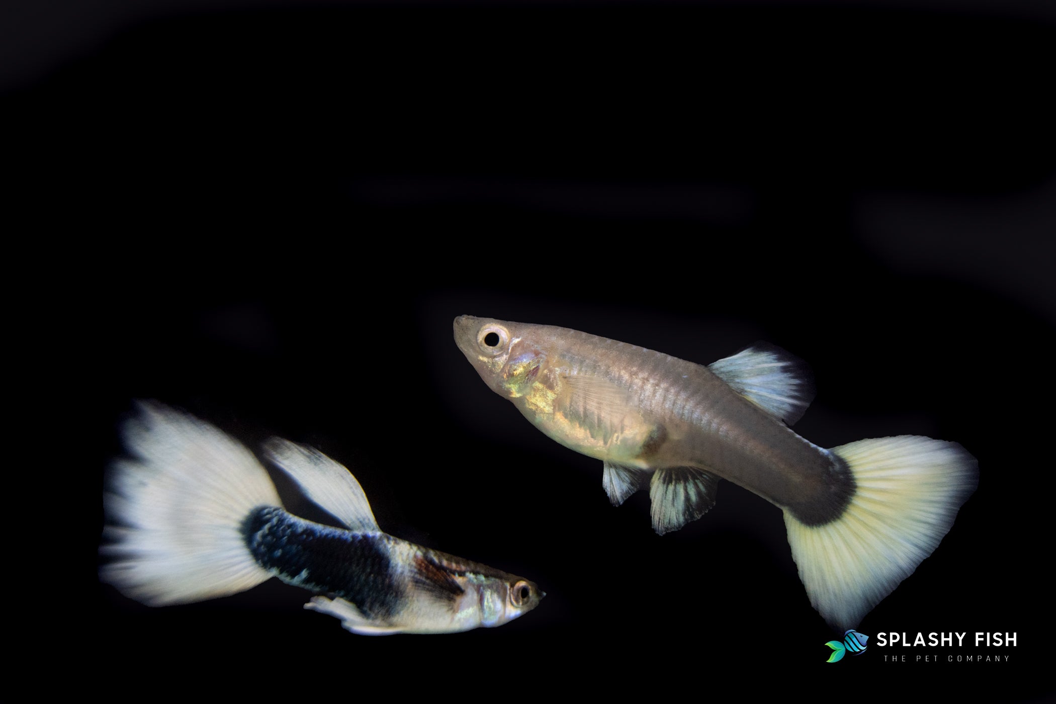 HALFBODY WHITE GUPPY FISH FOR SALE