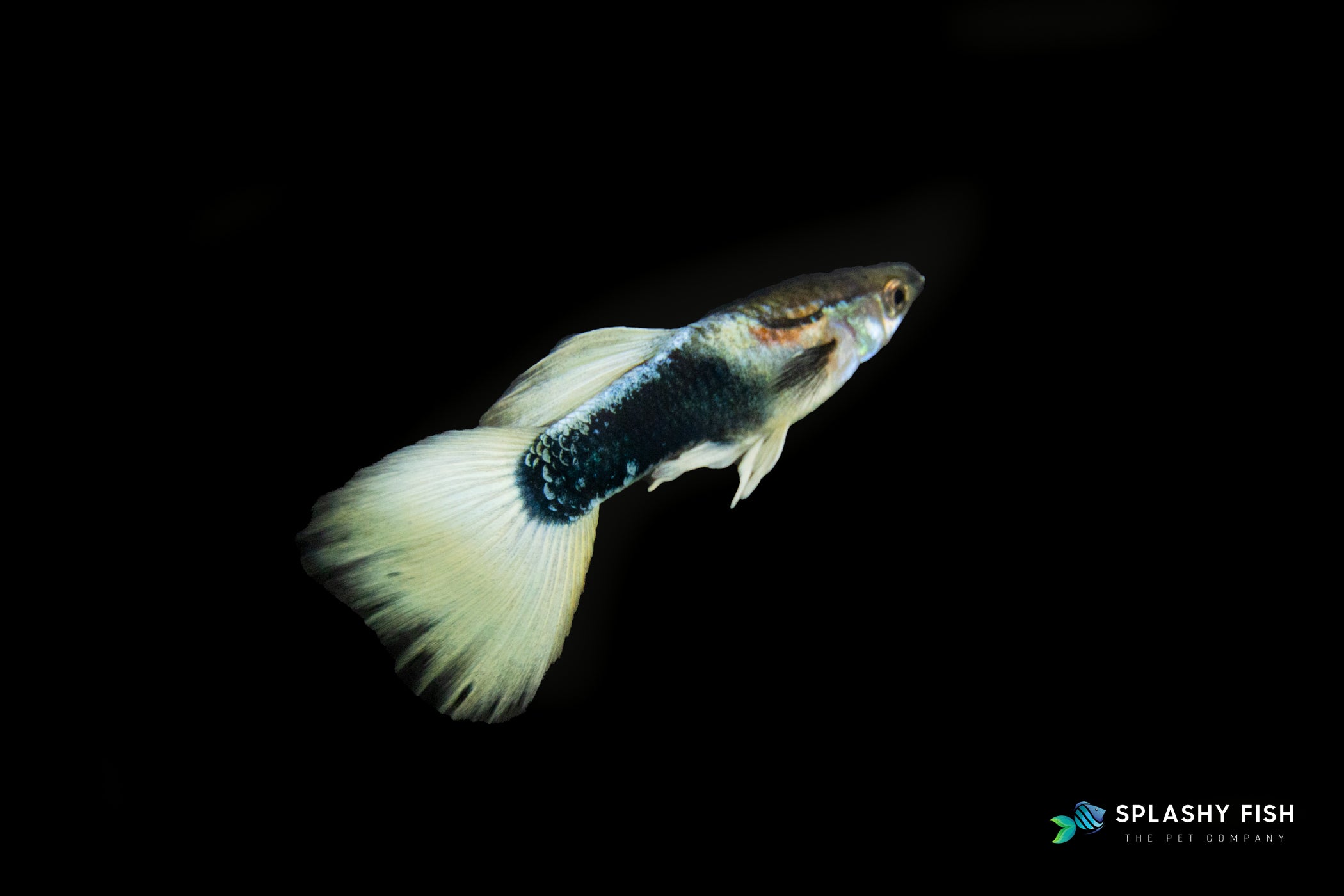 HALFBODY WHITE GUPPY FISH MALE FOR SALE, white guppy fish for sale, half body guppies fish for sale, white fancy guppies fish for sale