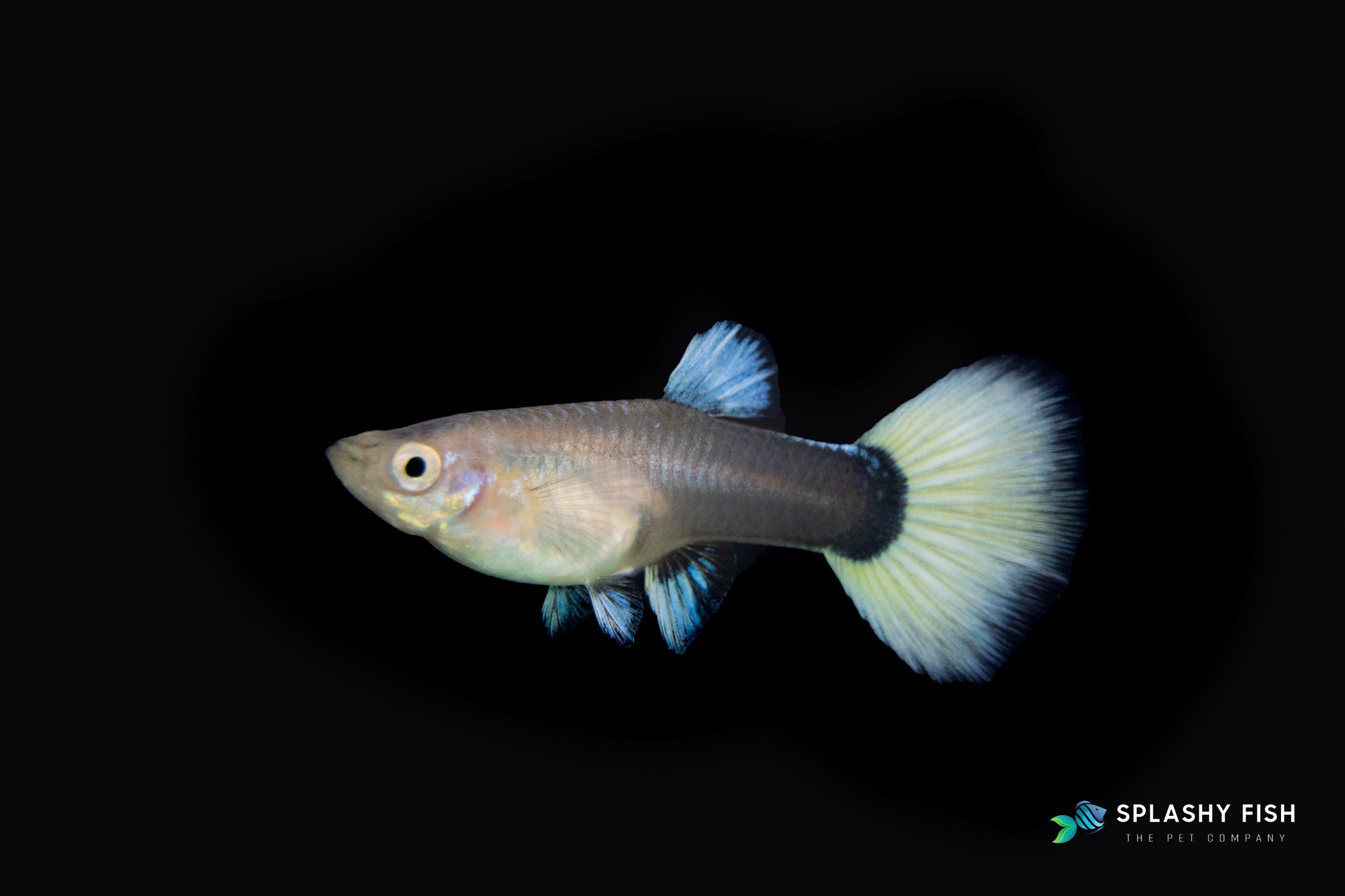 HALFBODY WHITE GUPPY FISH FEMALE FOR SALE, white fancy guppies fish for sale, white fancy guppy fish for sale, female fancy guppies for sale, half body white female guppy fish for sale