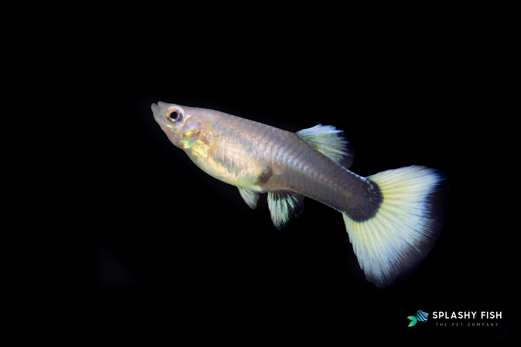 HALFBODY WHITE GUPPY FISH FEMALE FOR SALE, white female guppies fish for sale, white fancy guppy fish for sale, half body fancy guppies fish for sale