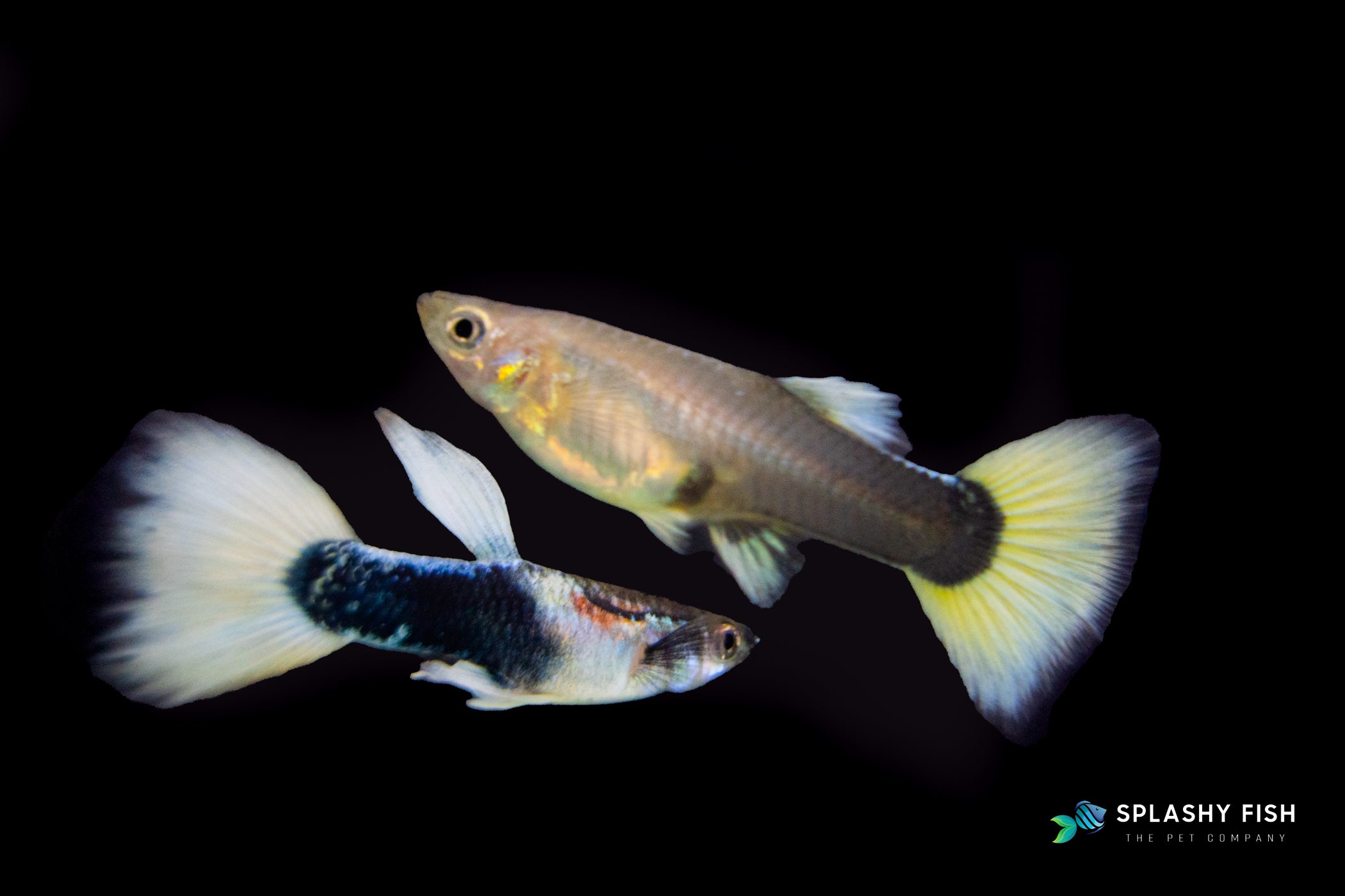 HALFBODY WHITE GUPPY FISH FOR SALE, white fancy guppies fish for sale, half body white fancy guppies for sale, white fancy guppy fish for sale, half body guppy fish for sale