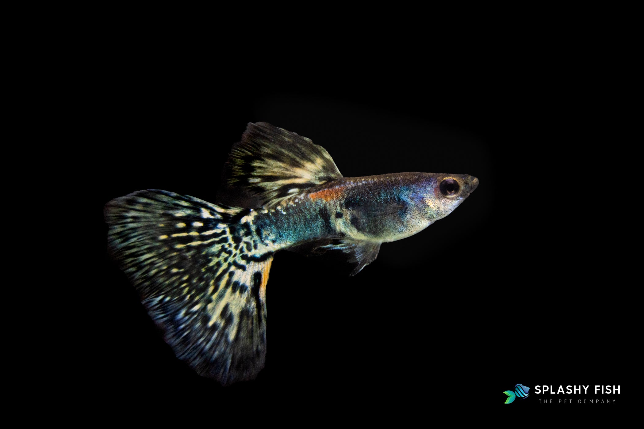 HALFMOON TIGER GUPPY FISH MALE FOR SALE