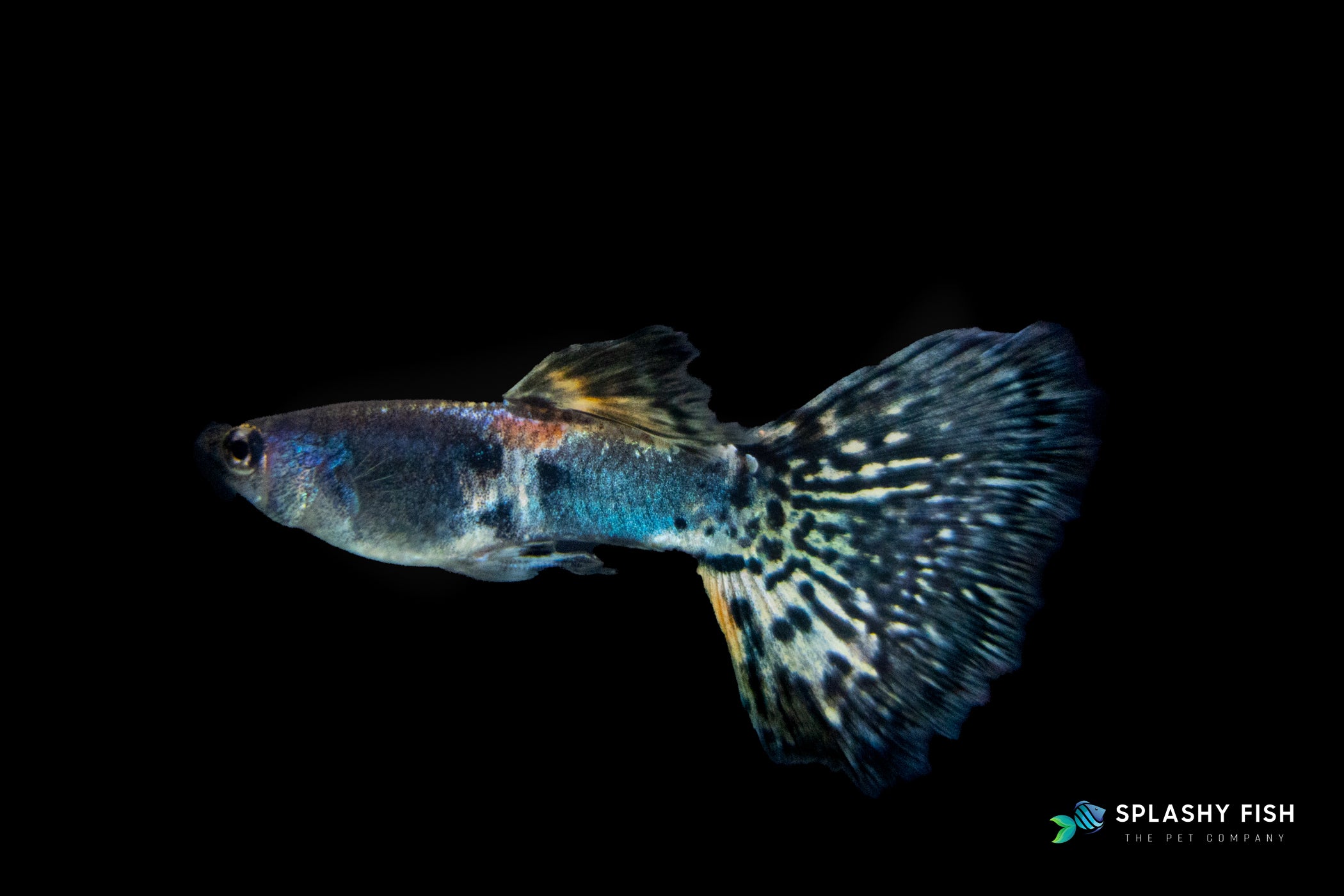 HALFMOON TIGER GUPPY FISH MALE FOR SALE, tiger male guppy fish for sale, half moon fancy guppies fish for sale, buy half moon tiger guppy fish online, half moon tiger fancy guppies fish for sale