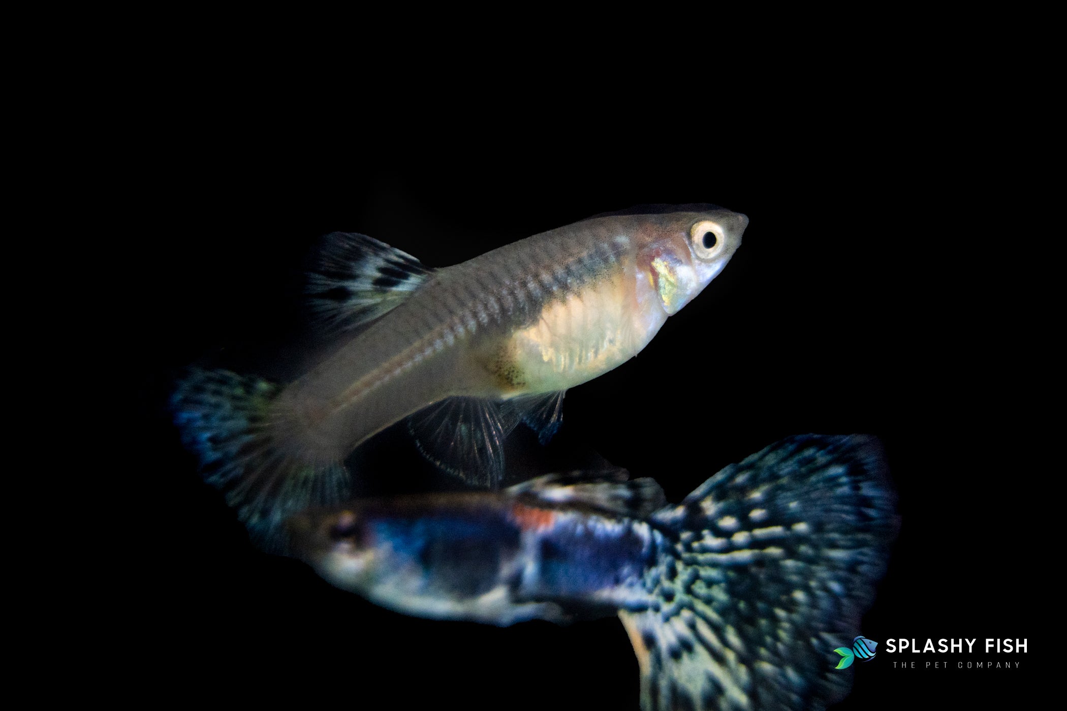 HALFMOON TIGER GUPPY FISH FOR SALE, half moon tiger guppies fish for sale, half moon guppies for sale, buy half moon tiger guppy fish online