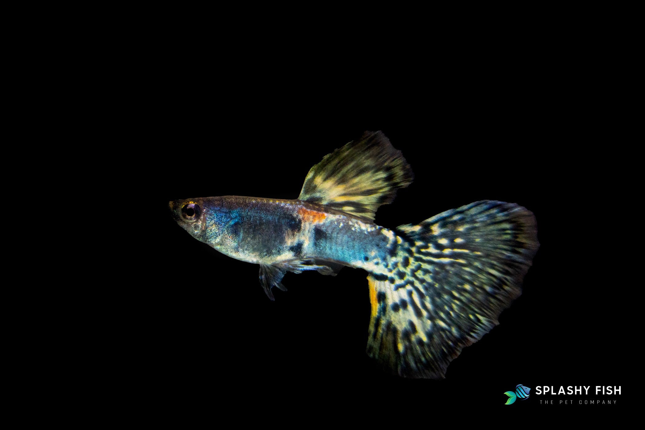 HALFMOON TIGER GUPPY FISH MALE FOR SALE, buy half moon tiger guppy fish online, half moon fancy guppy fish for sale, half moon tiger fancy guppies for sale, half moon fancy guppies fish for sale, male fancy guppy fish for sale