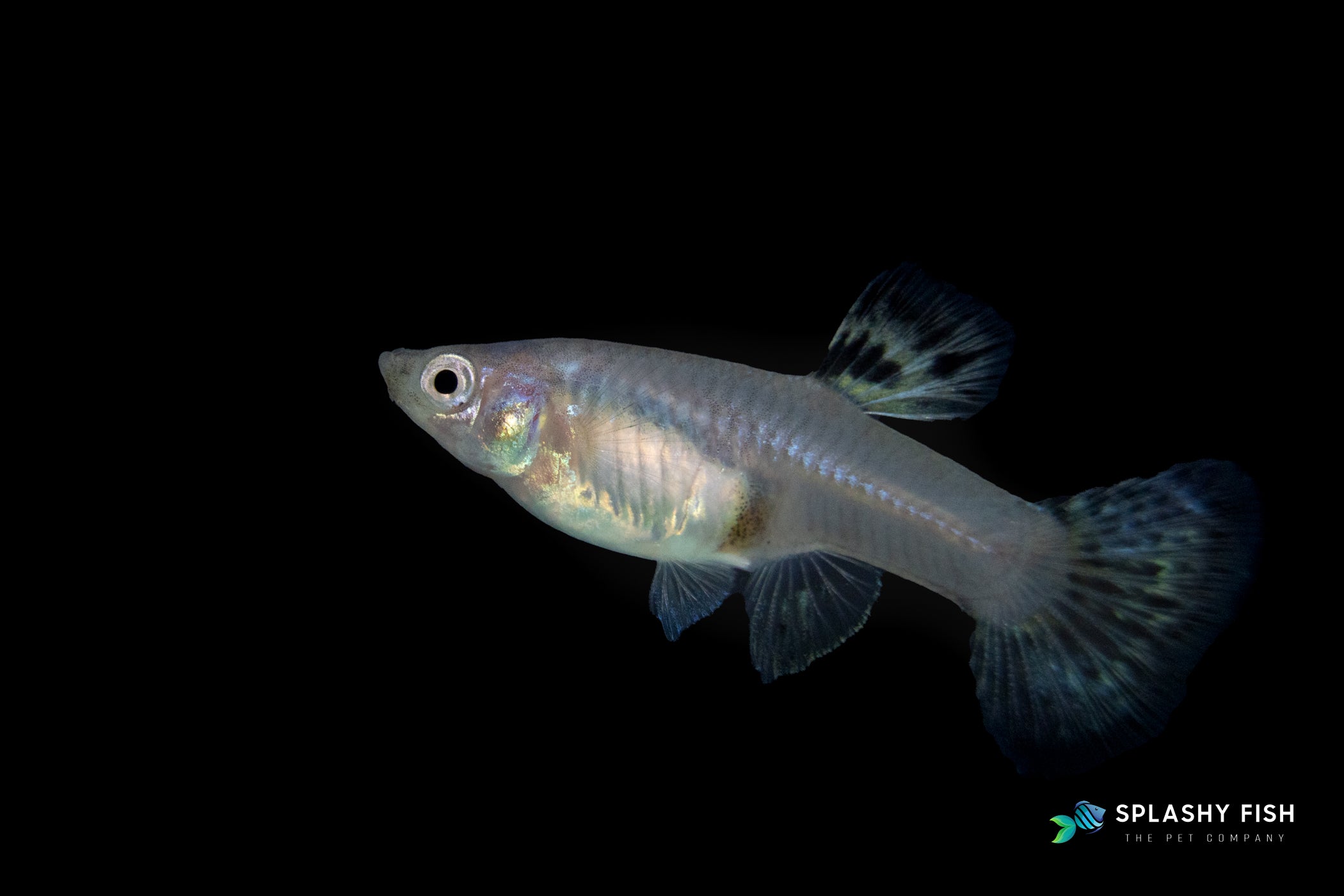 HALFMOON TIGER GUPPY FISH FEMALE FOR SALE