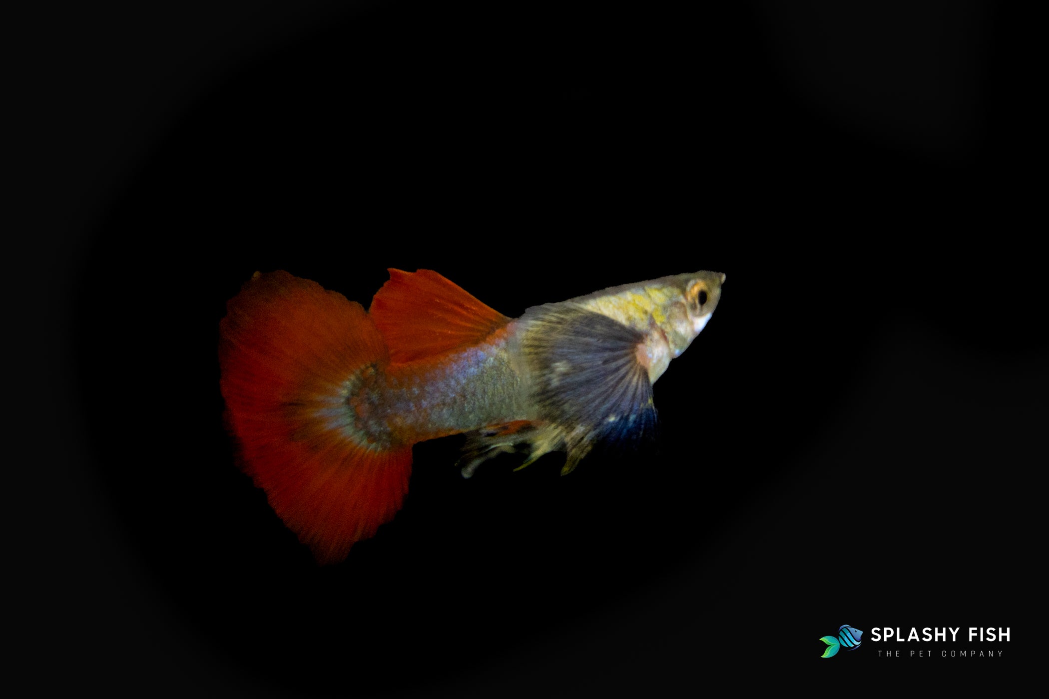 Dumbo Red Tail Guppy Fish Male For Sale, Red Tail Dumbo Ear Guppy Fish for Sale, fancy guppy fish for sale, red dumbo ear guppy fish for sale, dumbo ear guppies, guppies fish for sale, red fancy guppies