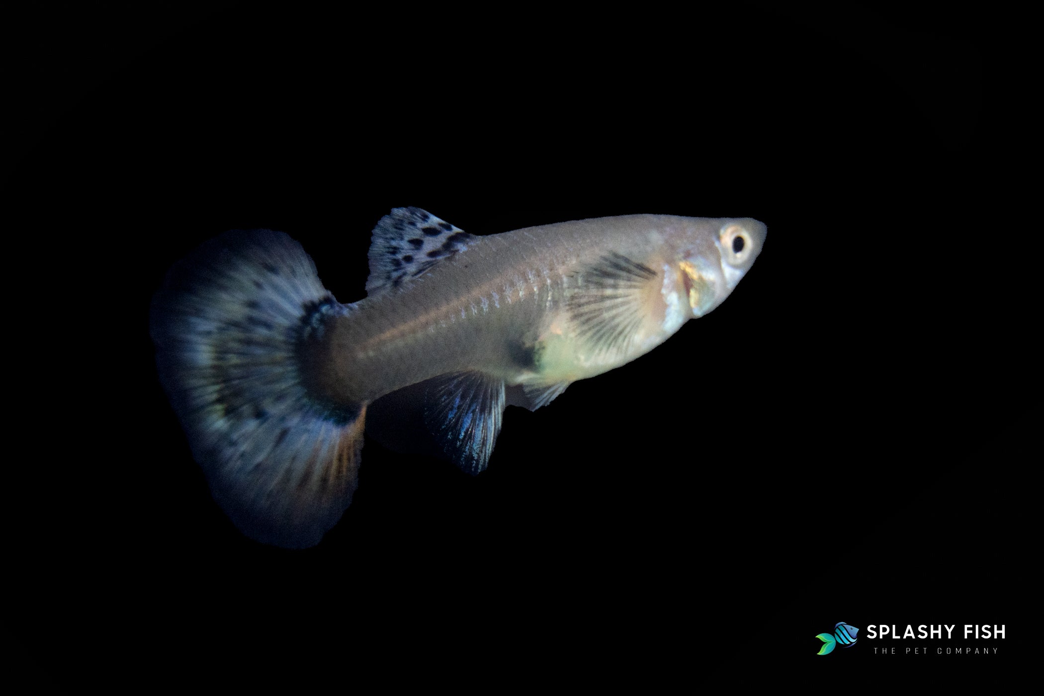 Dumbo Red Tail Guppy Fish Female For Sale, dumbo ear guppy fish for sale, fancy guppies, fancy guppy fish for sale, red tail dumbo ear guppy for sale