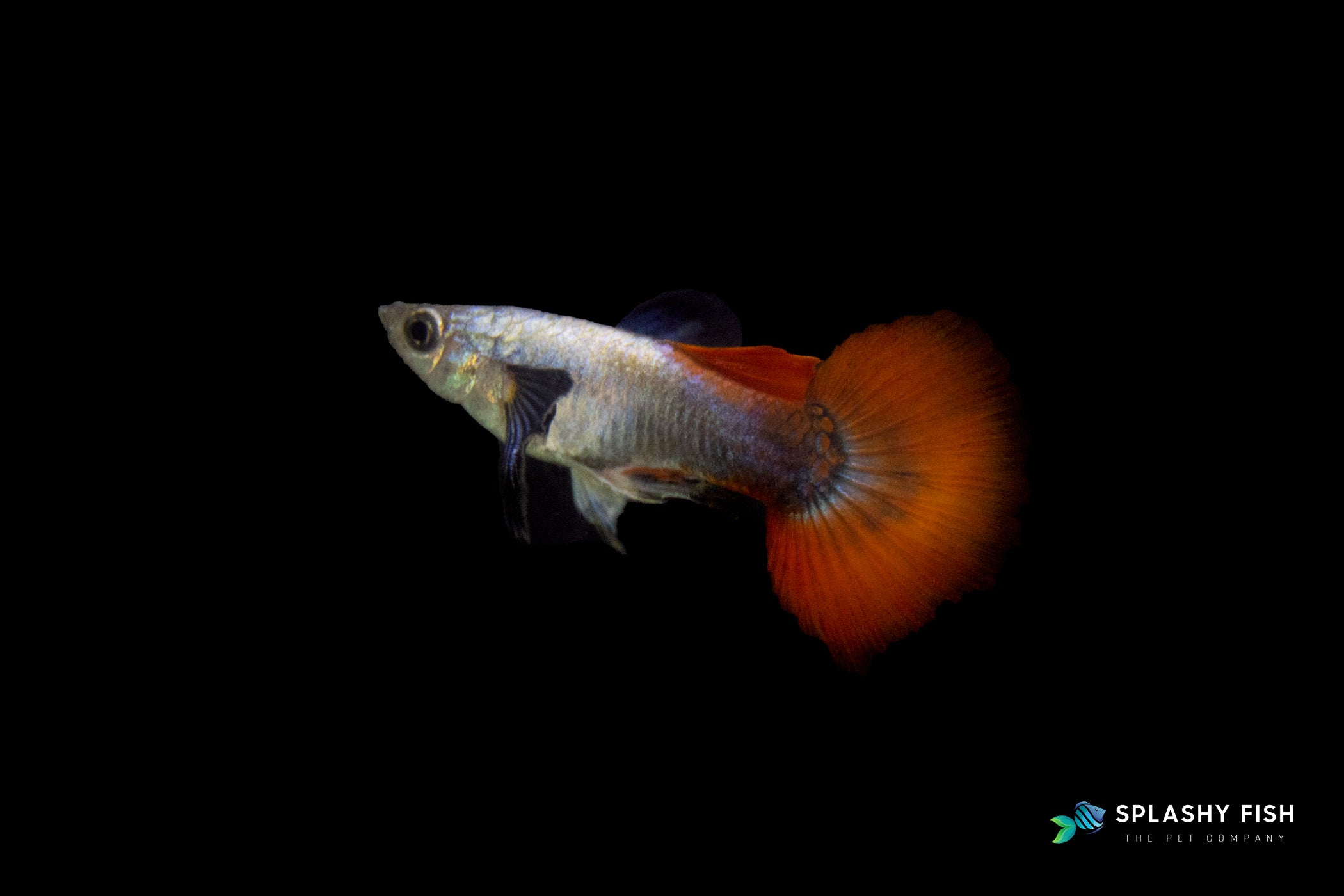 Dumbo Red Tail Guppy Fish Male For Sale, red tail dumbo ear guppy fish for sale, red tail dumbo ear guppies for sale, dumbo ear guppy fish for sale, fancy guppy fish for sale, fancy guppies for sale