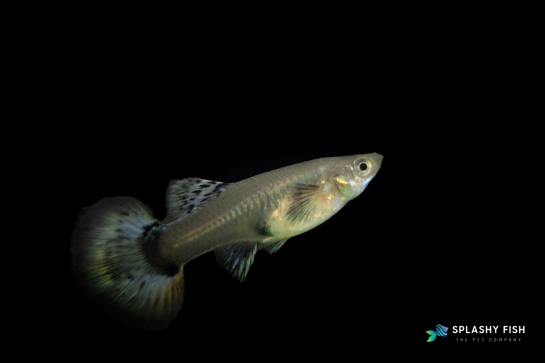 Blue Tazzan Guppy Fish Female for sale