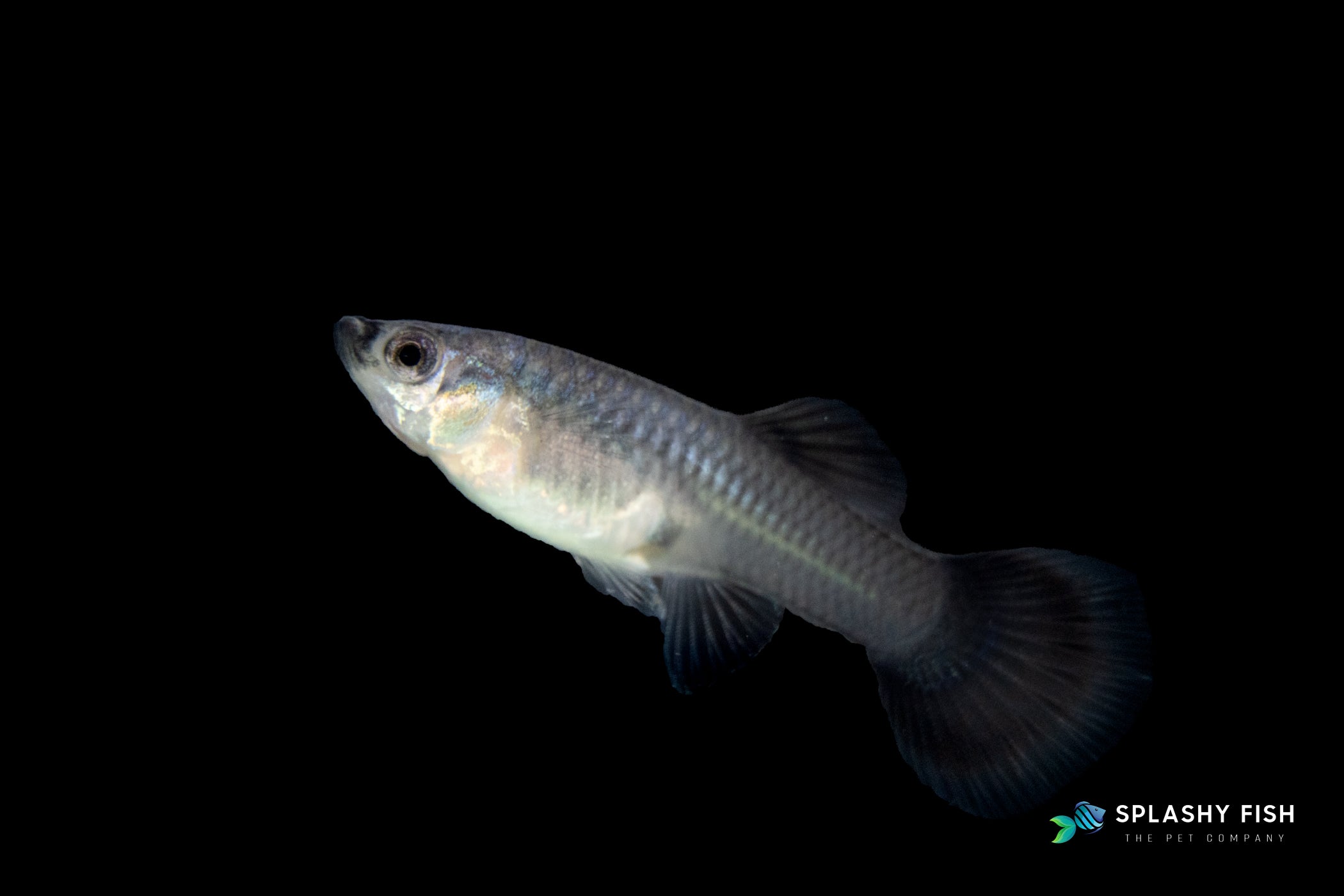 Blue Tarzan Guppy Fish Female for sale, tarzan guppy fish for sale, blue tarzan  guppy fish for sale, blue fancy guppies for sale, fancy guppies fish for sale