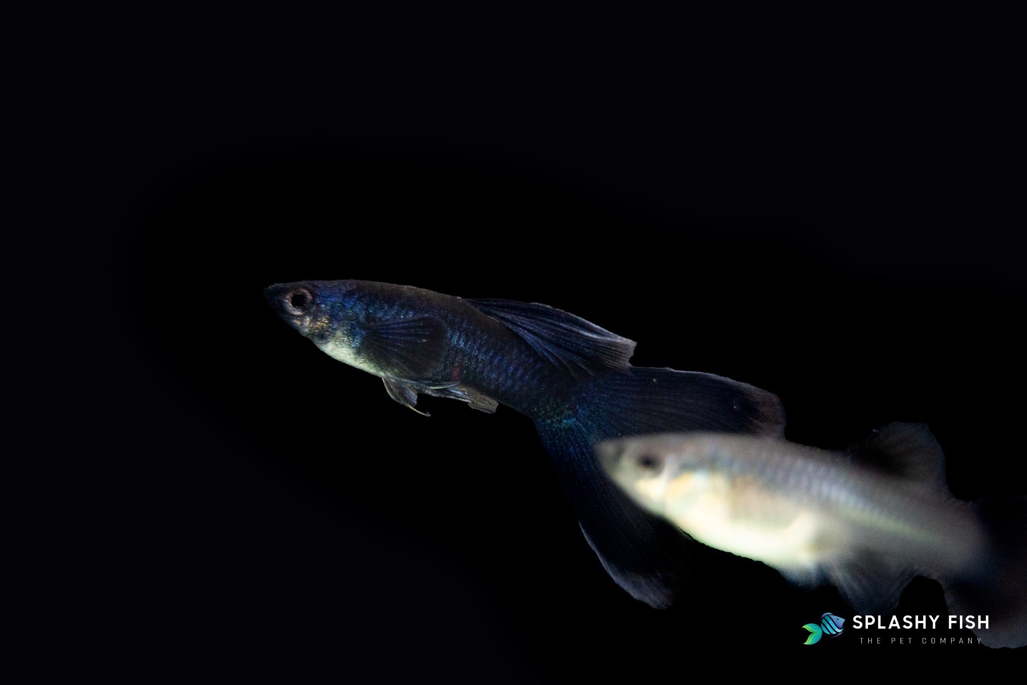 a couple of Blue Tarzan Guppy Fish Male for sale, blue tarzan guppy fish for sale, blue fancy guppy for sale, guppies for sale, delta tail guppy for sale, fancy guppies for sale