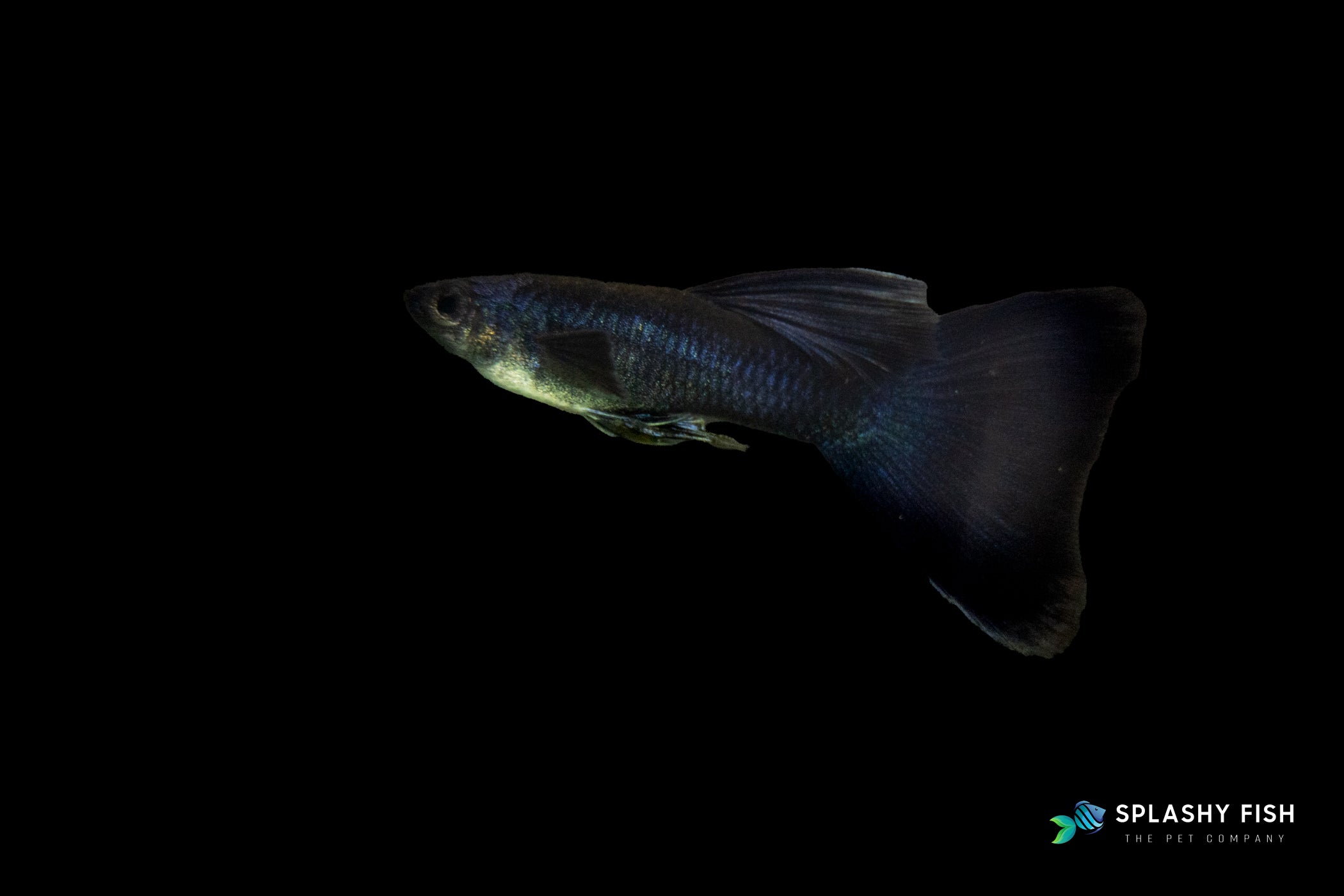 Blue Tarzan Guppy Fish Male for sale, tarzan guppy fish for sale, delta tail guppy fish for sale, blue tarzan guppy fish for sale, blue fancy guppies for sale, delta tail guppy for sale