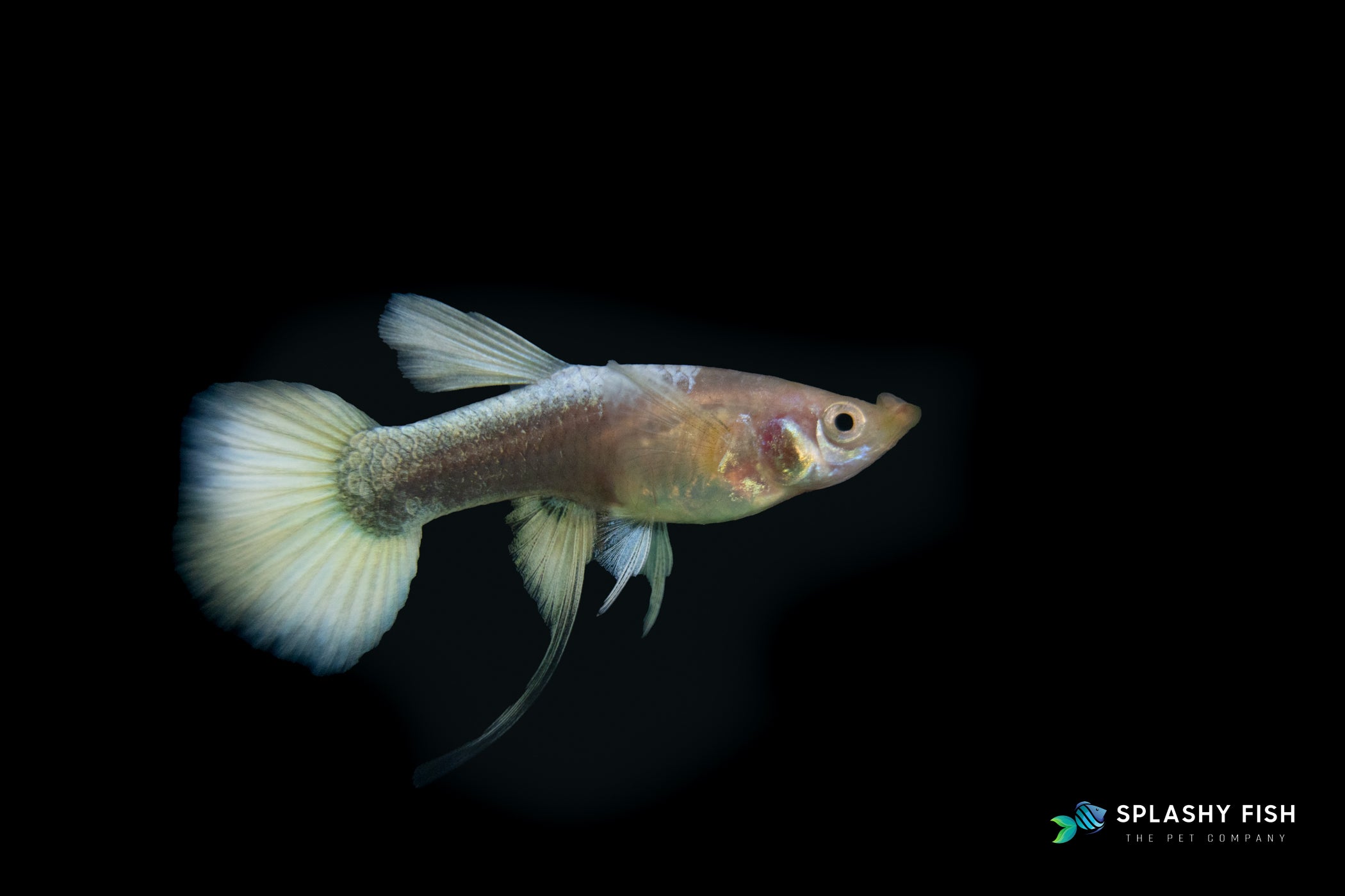 a female of full gold ribbon guppy | Splashy Fish
