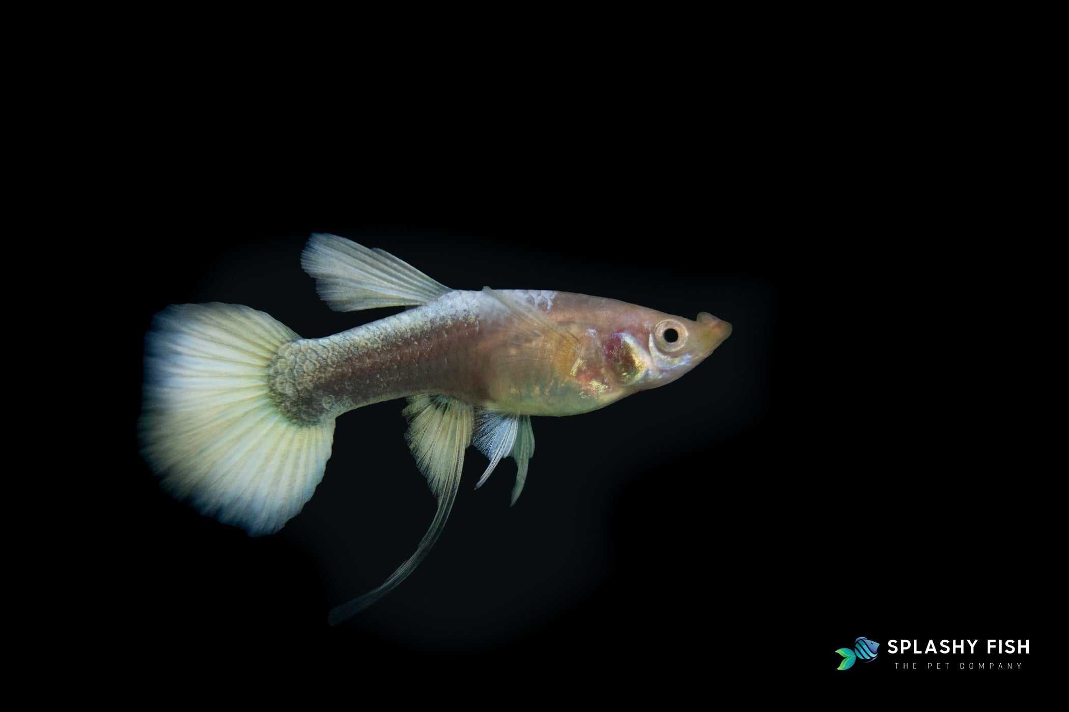 a female of full gold ribbon guppy, full gold ribbon guppy fish for sale, full gold ribbon guppies for sale, full gold ribbon fancy guppies for sale, full gold ribbon guppy fish for sale, ribbon guppy for sale, full gold ribbon guppies