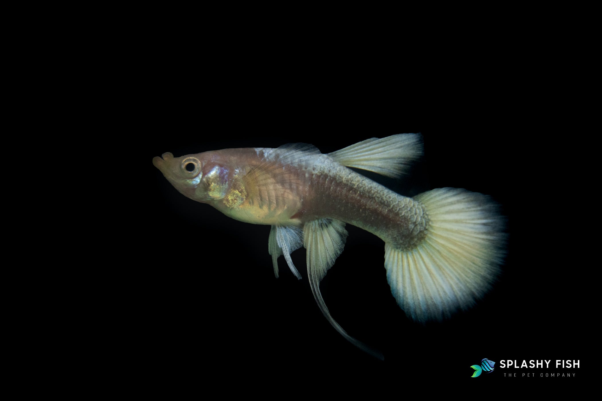 a female of full gold ribbon guppy, full gold ribbon guppy fish for sale, full gold ribbon guppies for sale, ribbon guppies fish for sale, ribbon guppy for sale, female fancy guppy fish for sale, female fancy guppies for sale