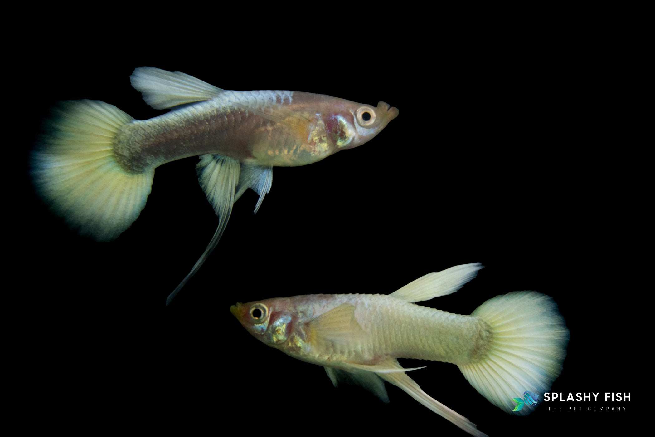 a couple of Full Gold Ribbon Guppy Fish, full gold ribbon guppy fish for sale, full gold ribbon guppies for sale, full gold fancy guppy fish for sale, full gold fancy guppies for sale