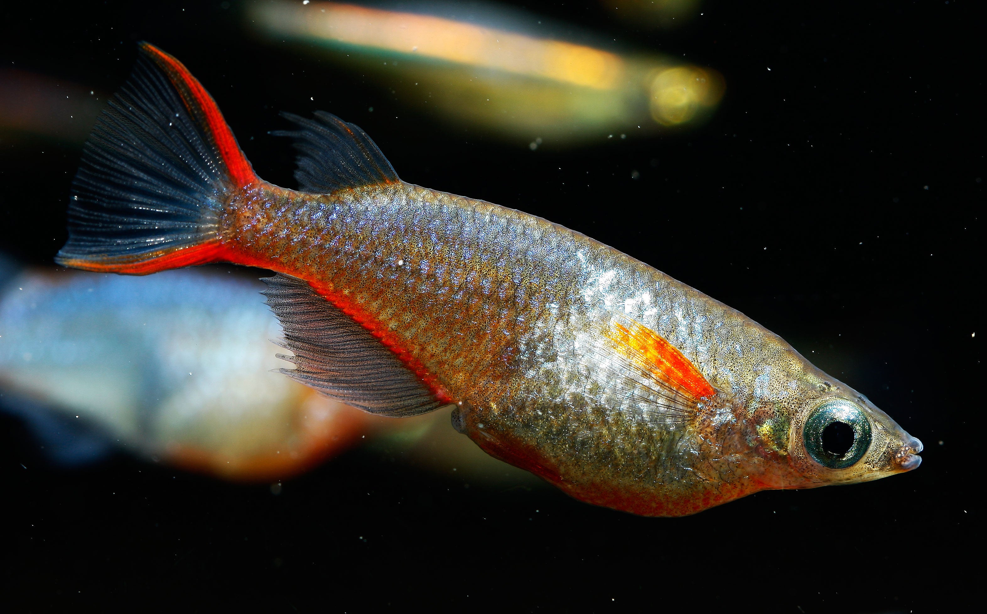 daisy blue ricefish for sale, daisy's blue ricefish for sale near me, blue japanese ricefish, daisy ricefish, daisy rice fish, blue ricefish, oryzias woworae, daisy fish, blue rice fish, daisy's ricefish, daisy blue rice fish