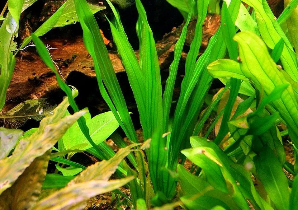 echinodorus horemanii, echinodorus horemanii rot, echinodorus horemanii green, Echinodorus Horemanii Green for sale, sword plant for sale, sword plants, sword plant, aquarium sword plant