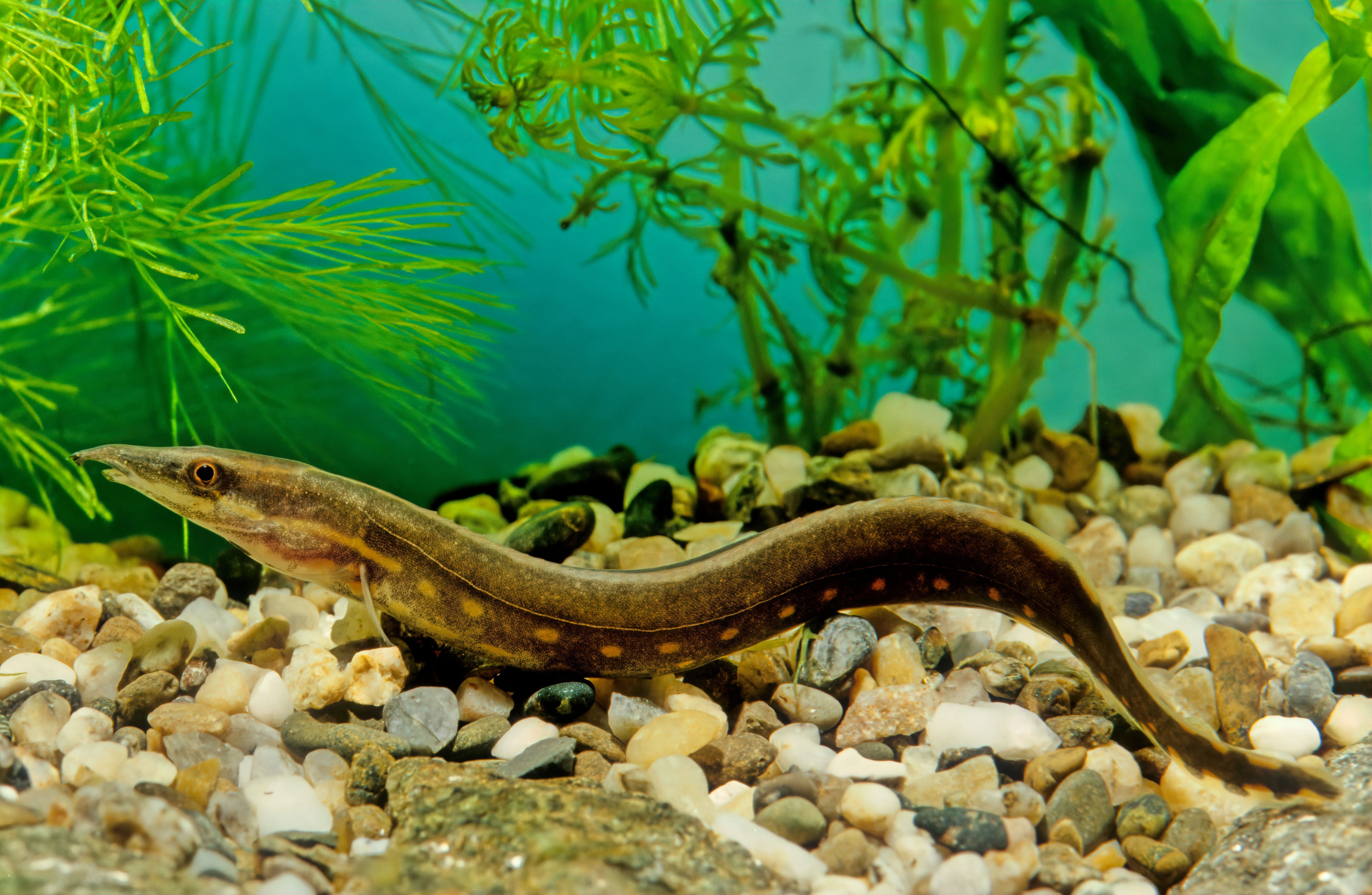 Aquarium Where To Buy Live Eels Near Me Fire Eels Live Fish 7-9