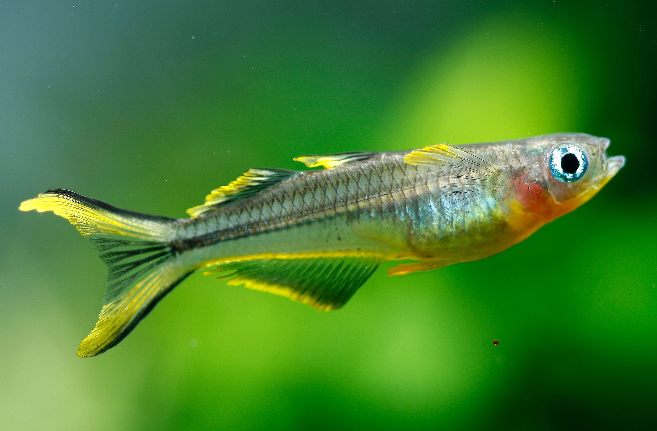 forktail rainbowfish, spotted blue eye rainbowfish, pseudomugil furcatus, blue eyed rainbow fish, blue eye rainbowfish, forktail rainbow, furcata rainbow, forktail, forktail blue eye rainbowfish, forktail rainbow fish, forktail rainbowfish for sale, forktail blue eye