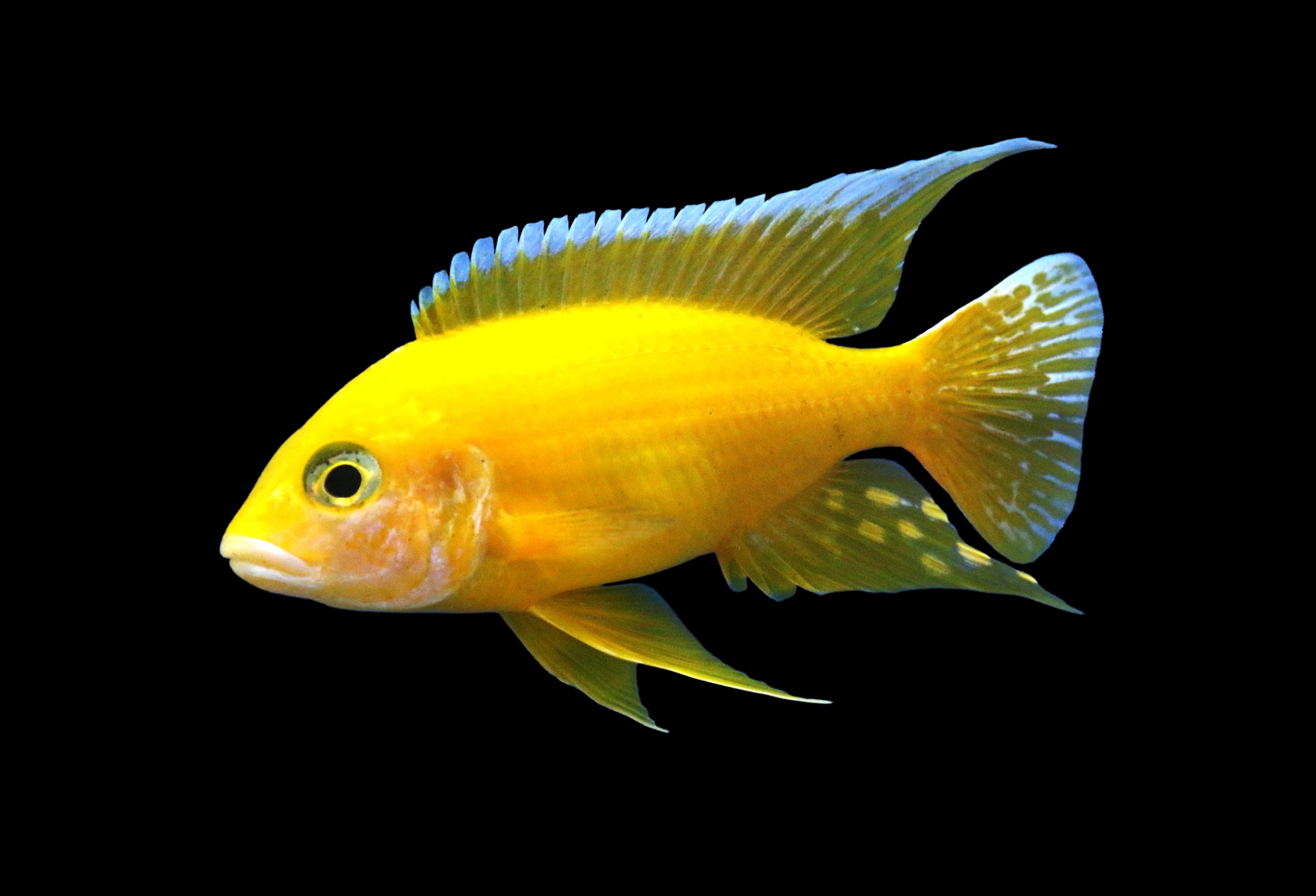 golden peacock, golden peacock fish, golden peacock cichlid fish, golden cichlids, golden peacock cichlid for sale, buy golden peacock cichlid online, golden peacock fish