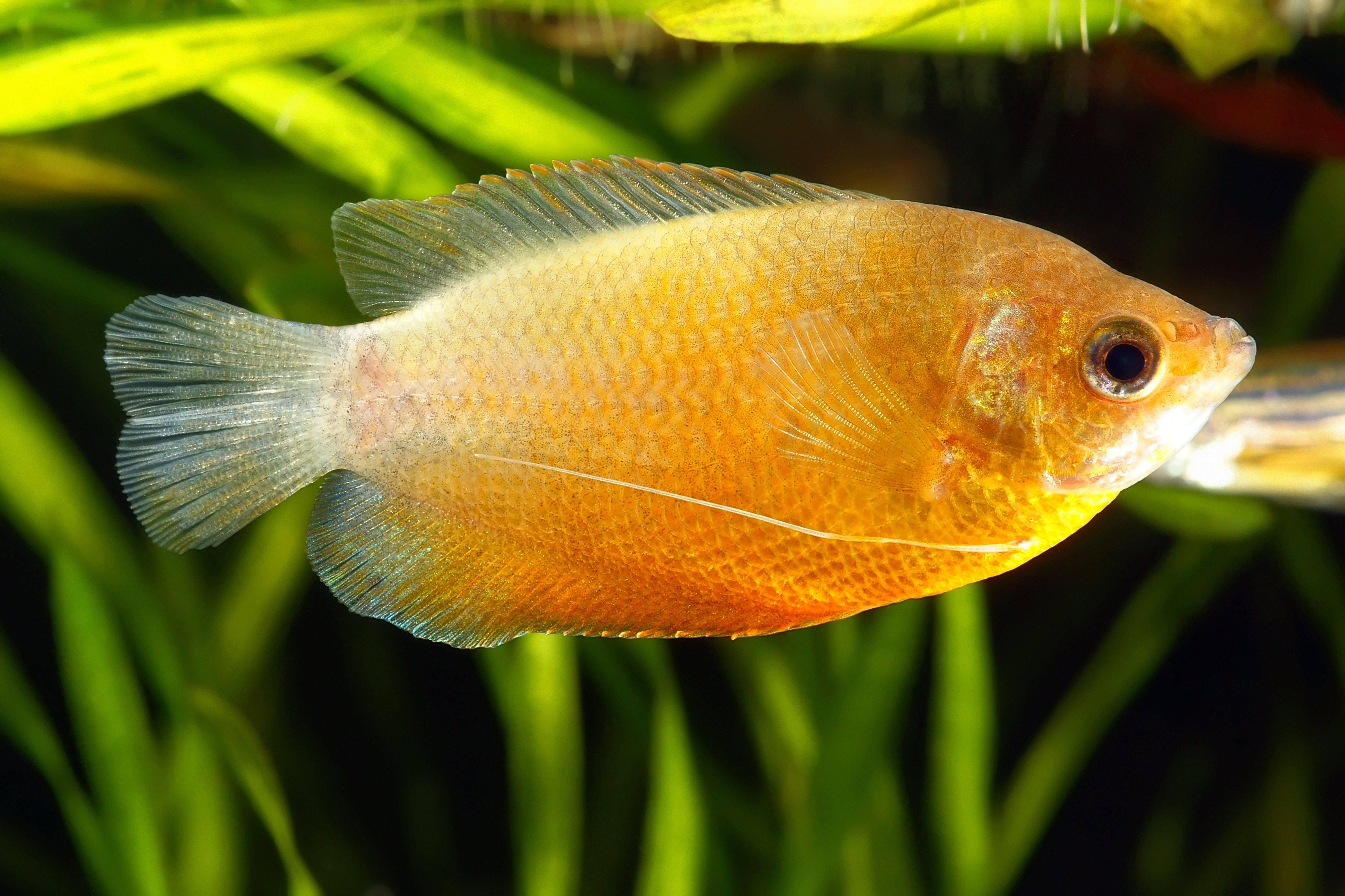 honey gourami for sale, honey gourami for sale near me, honey gourami, honey gouramis, gold gourami, sunset honey gourami, golden gourami, yellow gourami, honey gourami near me, dwarf honey gourami