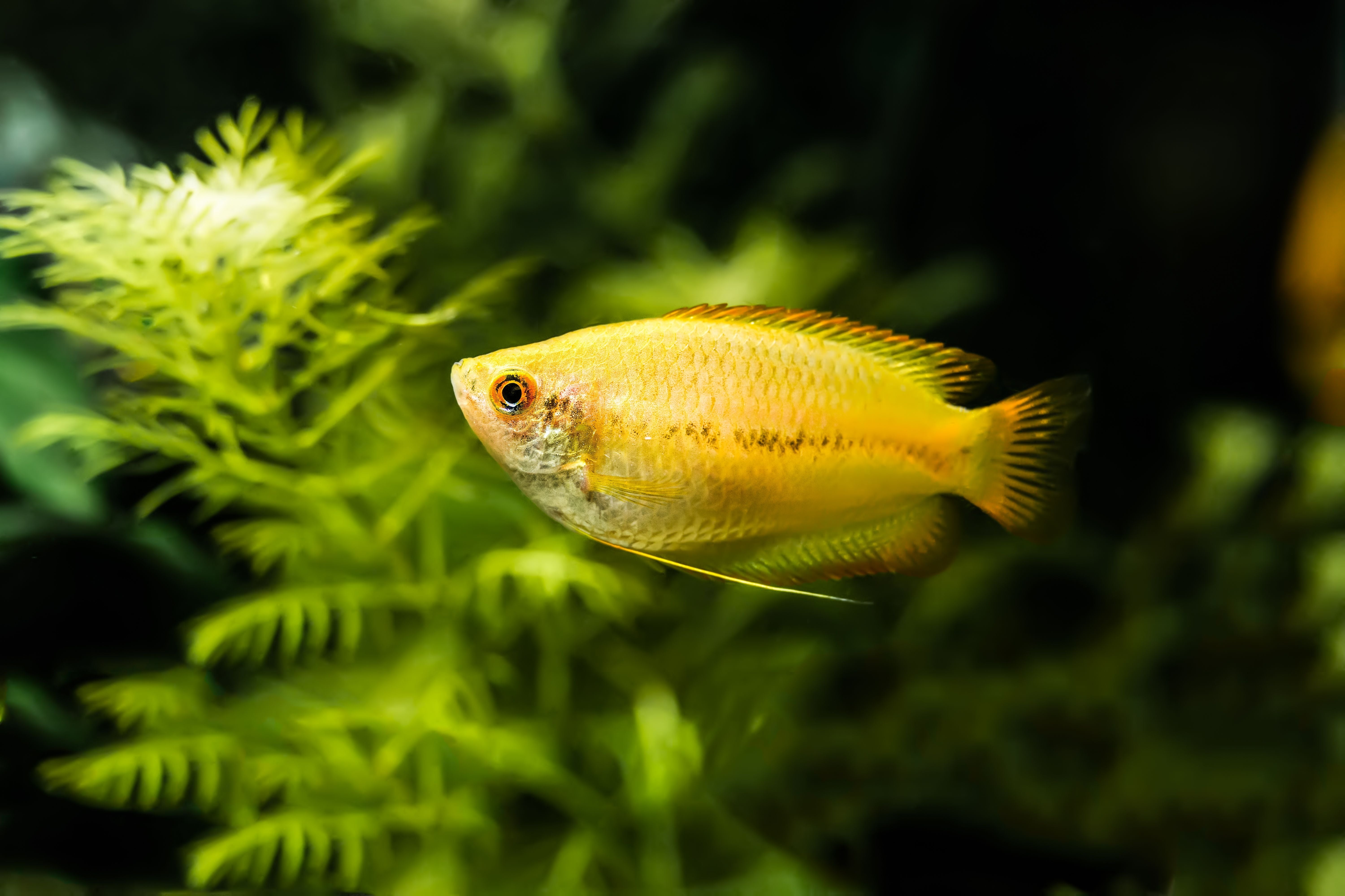 honey gourami, honey gouramis, honey gourami for sale, honey gourami for sale near me, honey gourami near me, dwarf honey gourami, gold gourami, yellow gourami, golden gourami, sunset honey gourami, dwarf gourami price
