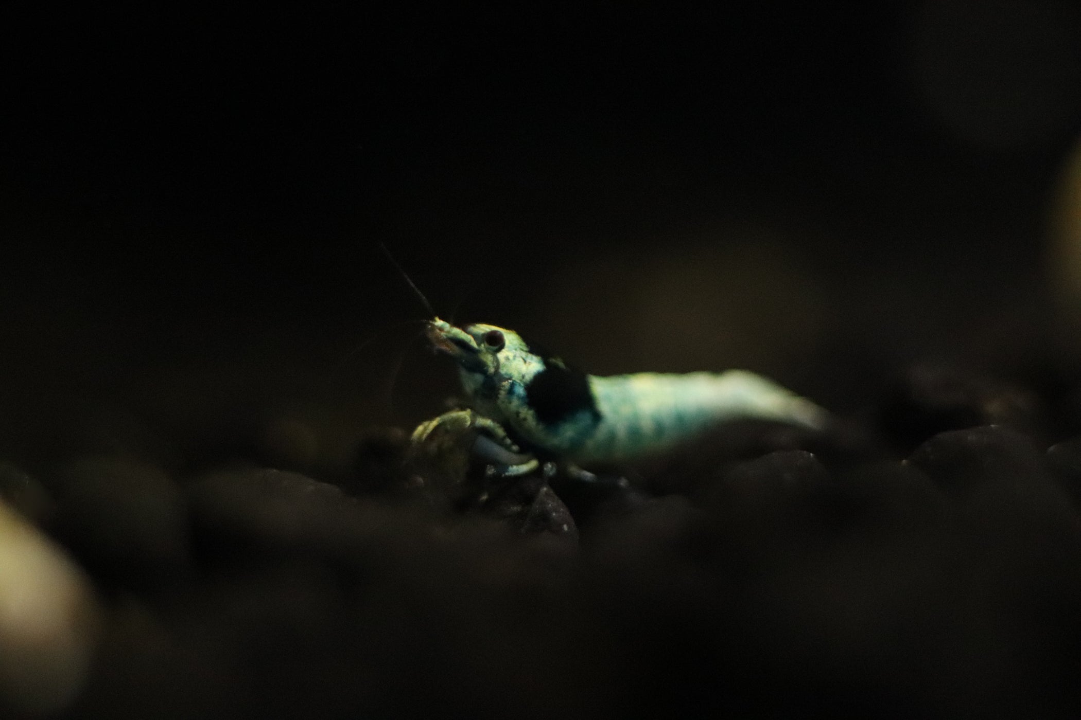 Blue Bolt Caridina Shrimp For Sale, extreme blue bolt shrimp, deep blue bolt caridina shrimp for sale, deep blue bolt shrimp, buy deep blue bolt shrimp online, blue bolt caridina freshwater shrimp for sale