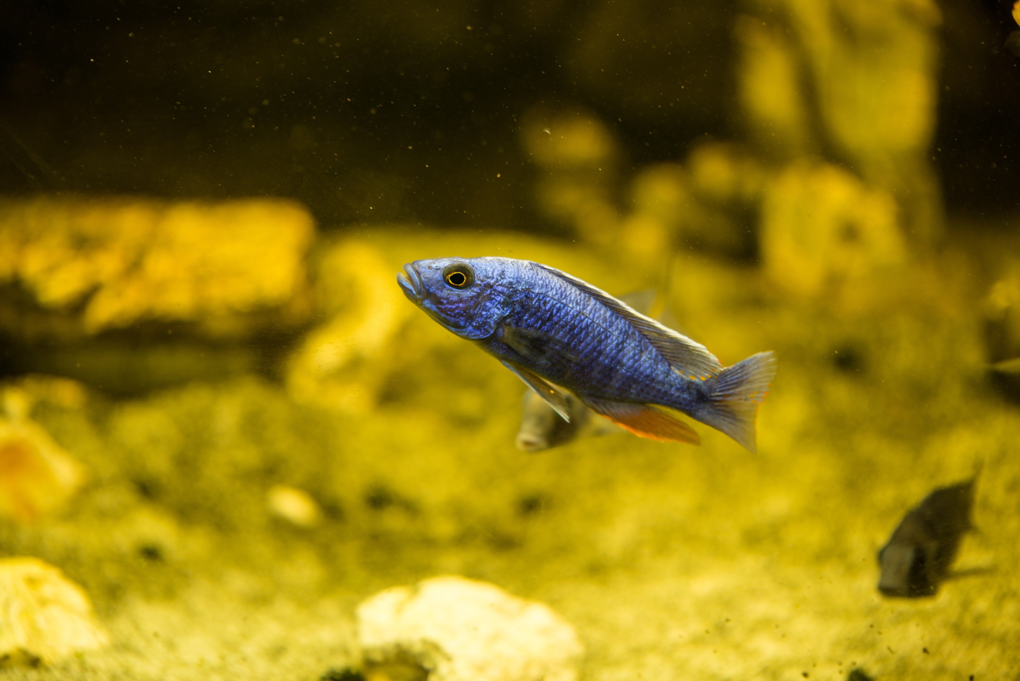 blue cichlid, zebra cichlid, blue zebra cichlid, zebra mbuna, ice blue zebra cichlid, ice blue cichlid, zebra cichlid fish, blue mbuna cichlid, blue mbuna, blue striped cichlid, ice blue zebra cichlid for sale