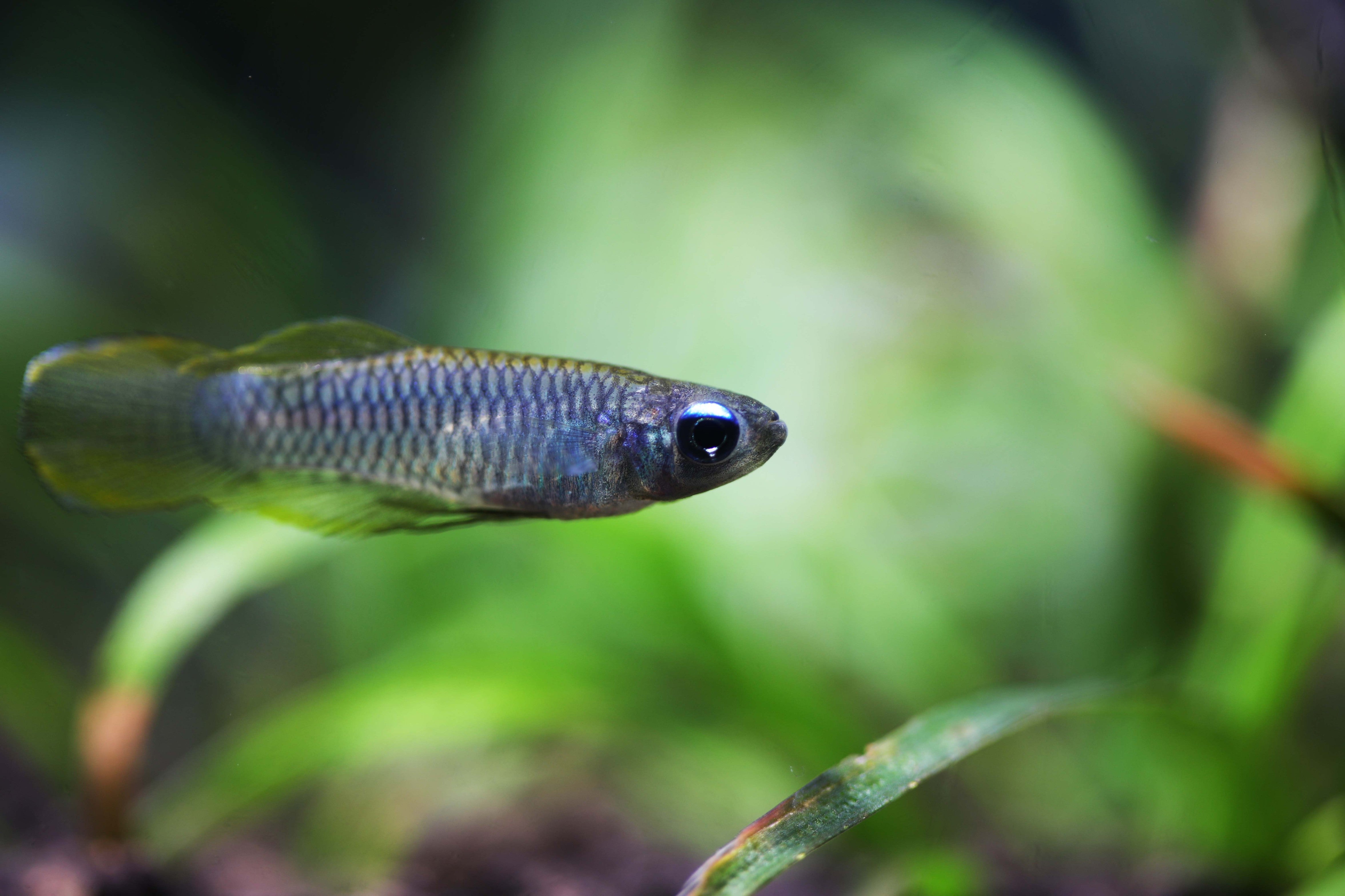 norman's lampeye killifish for sale, lamp eye killifish, lamp eye fish, lampeye fish, norman's lampeye killifish, lampeye killifish, norman lamp eye killifish, best schooling fish, kili fish, killifish for freshwater aquarium, freshwater killifish, schooling fish for sale