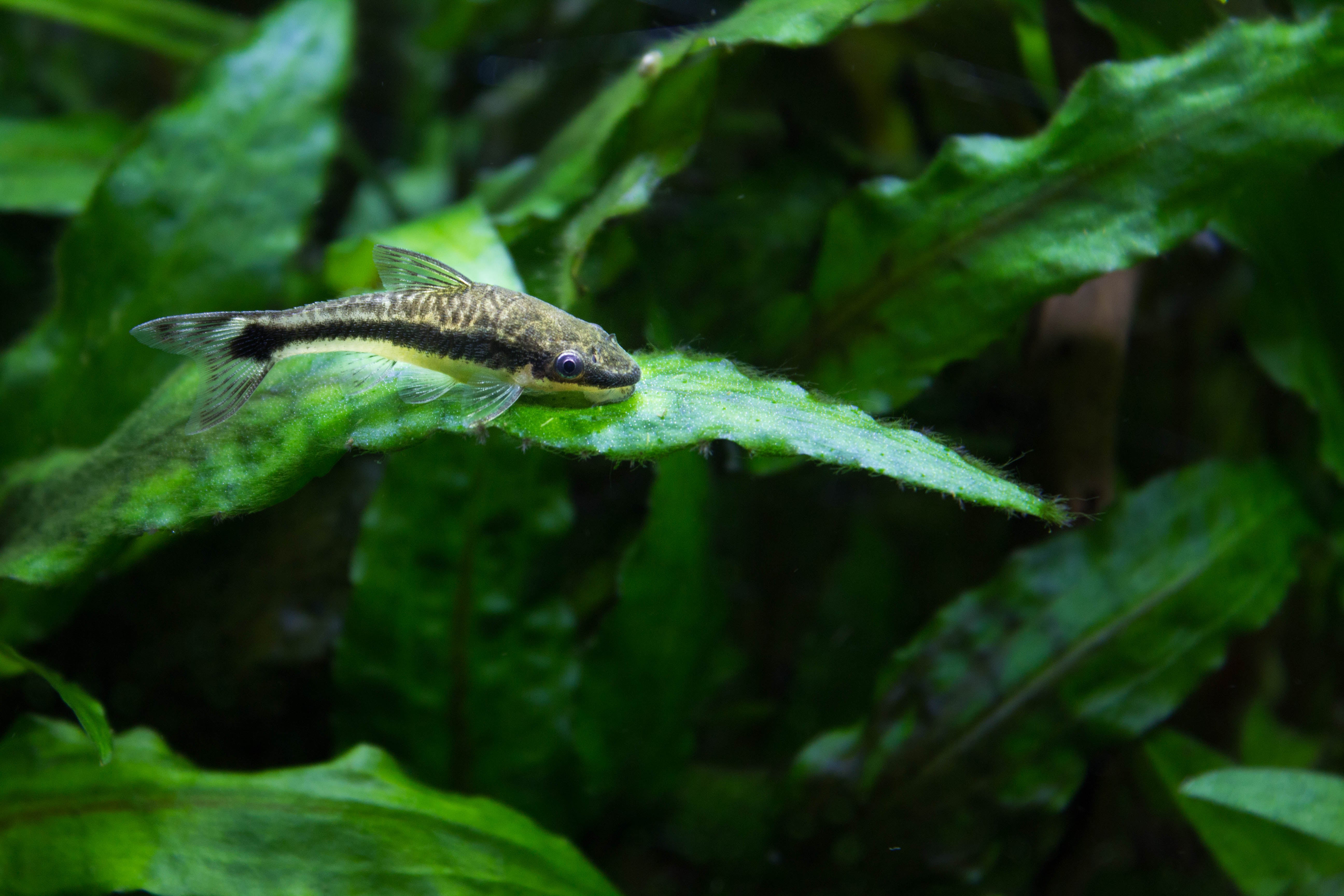 otocinclus affinis for sale, otocinclus affinis catfish, otocinclus affinis for sale near me, buy otocinclus affinis online, otocinclus types, otocinclus near me, otos affinis catfish