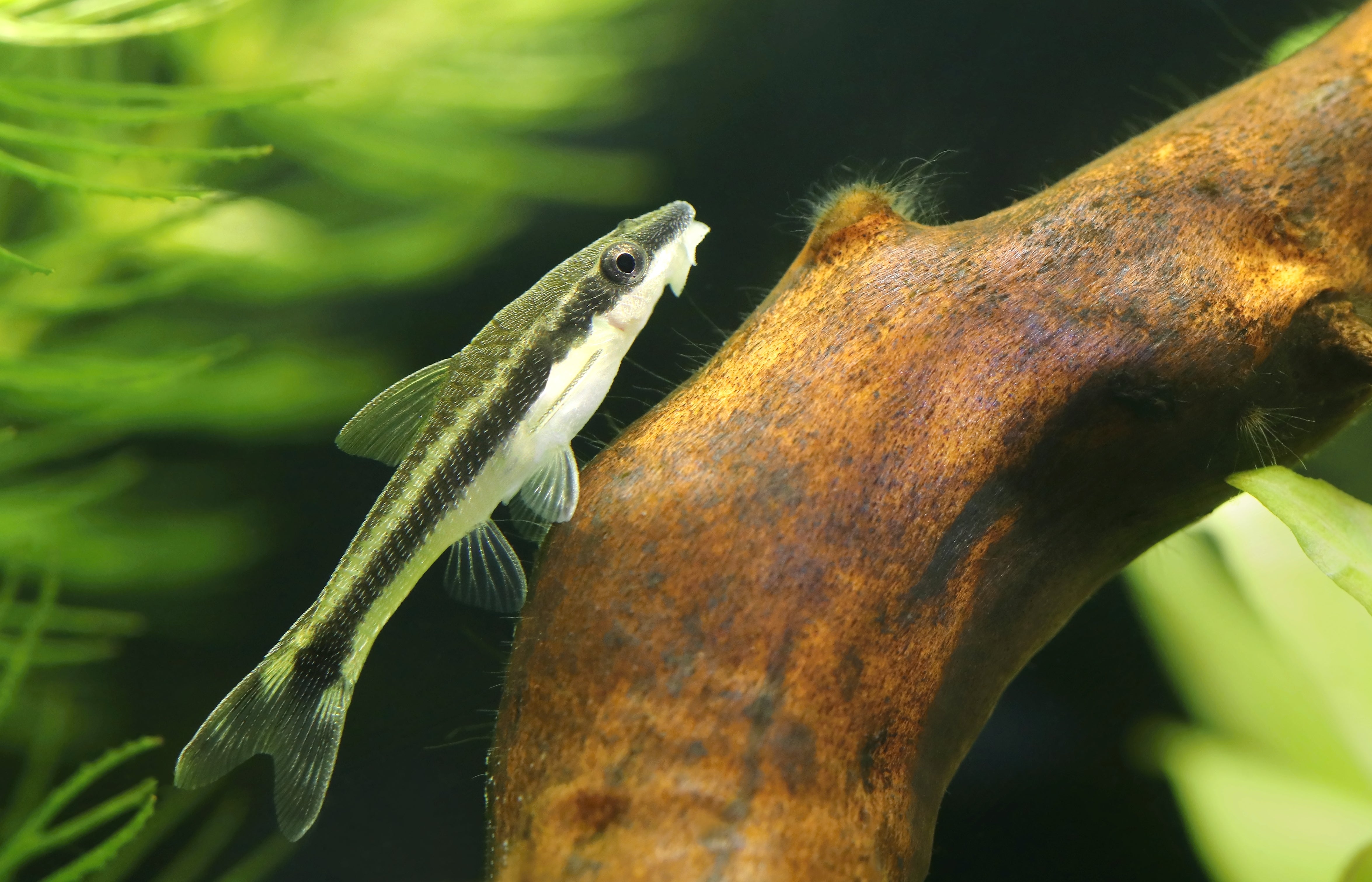 otocinclus affinis catfish, otocinclus types, otocinclus affinis for sale, otocinclus affinis for sale near me, otocinclus near me, buy otocinclus affinis online, otocinclus affinis in aquarium, otos catfish for sale