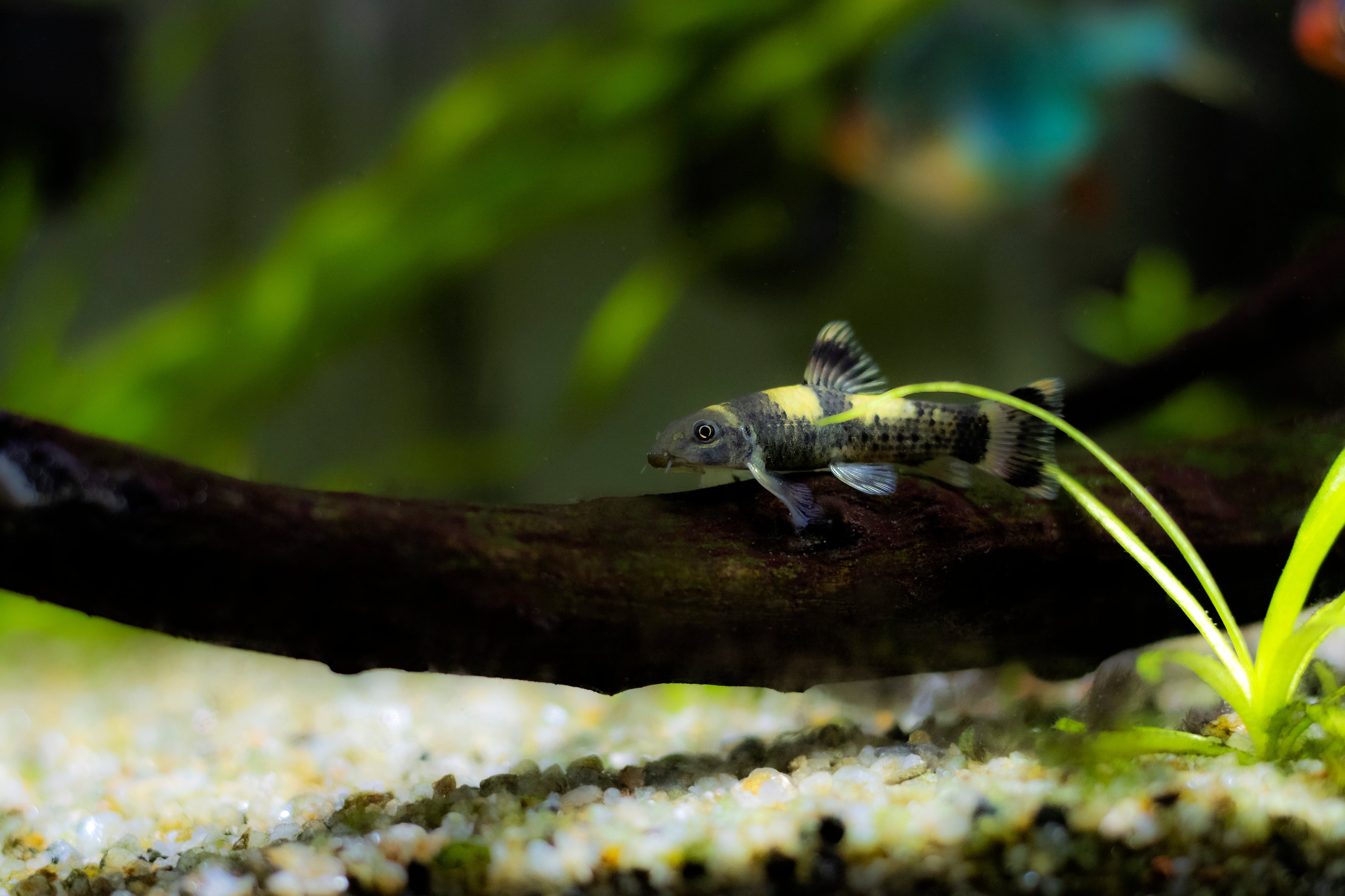 garra, panda garra, panda fish, panda garra fish, panda garra size, garra fish, panda garras, garra flavatra, panda garra tank mates, garra panda, panda garra for sale, garra flavatra for sale, buy panda garra online