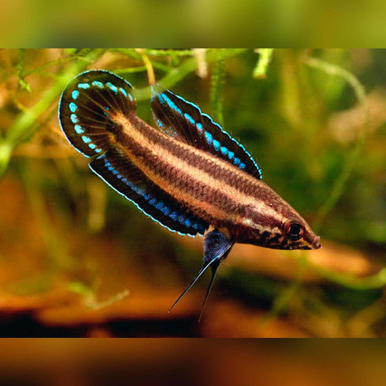licorice gourami for aquarium tank, licorice gourami for sale, licorice gourami, gouramis for sale, licorice fish, licorice gouramis, licorice gouramis in planted tank, nano fish, nano freshwater fish