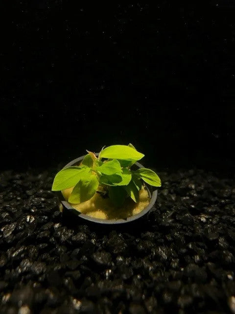 Anubias Nana Pot Plant, anubias nana for sale, anubias nana aquatic plant, live anubias nana for sale, buy anubias nana online, anubias nana for aquarium, anubias nana aquarium plant
