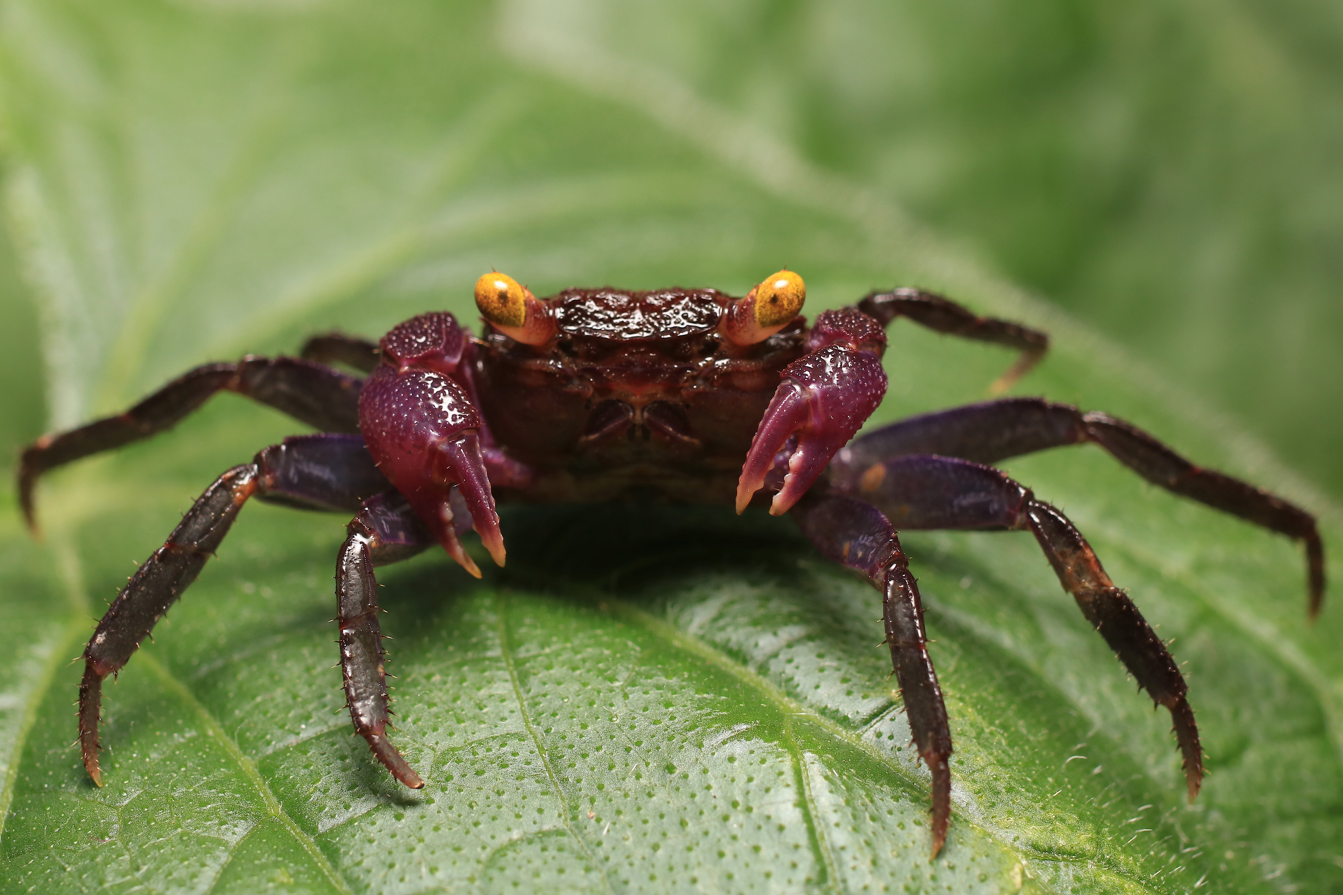 purple vampire crab for sale, vampire crabs for sale, purple crab, vampire crab, vampire crabs, purple vampire crab, vampire crab types, freshwater aquarium crab, purple vampire crabs, vampire crab species, vampire crabs near me, vampire crab freshwater, types of vampire crabs, buy vampire crab